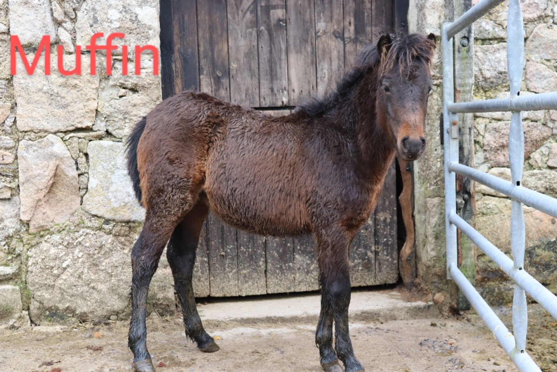 'BLACKATOR MUFFIN' DARTMOOR HILL PONY BAY FILLY FOAL