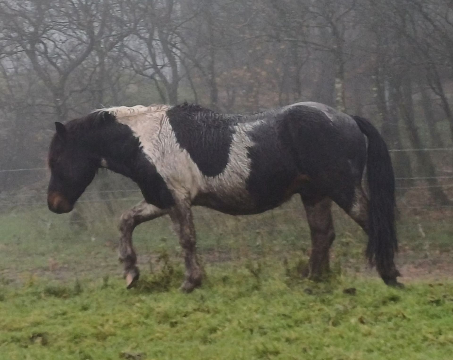 'CORNDON HOLLYBERRY' DARTMOOR HILL PONY SKEWBALD STALLION 15 YEARS OLD - Image 7 of 8