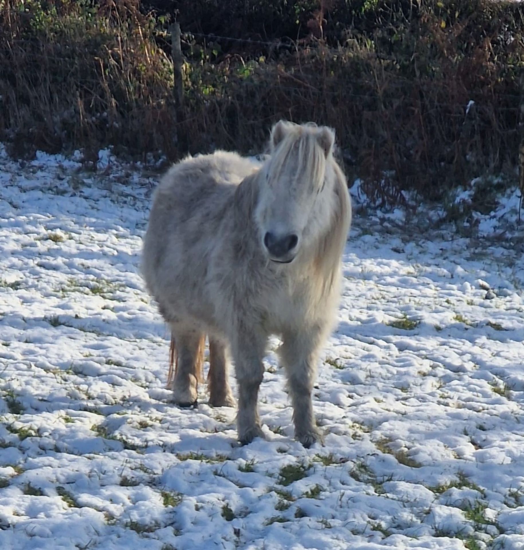 'CORNDON JENNY' SHETLAND GREY MARE APPROX 16 YEARS OLD - Image 2 of 17