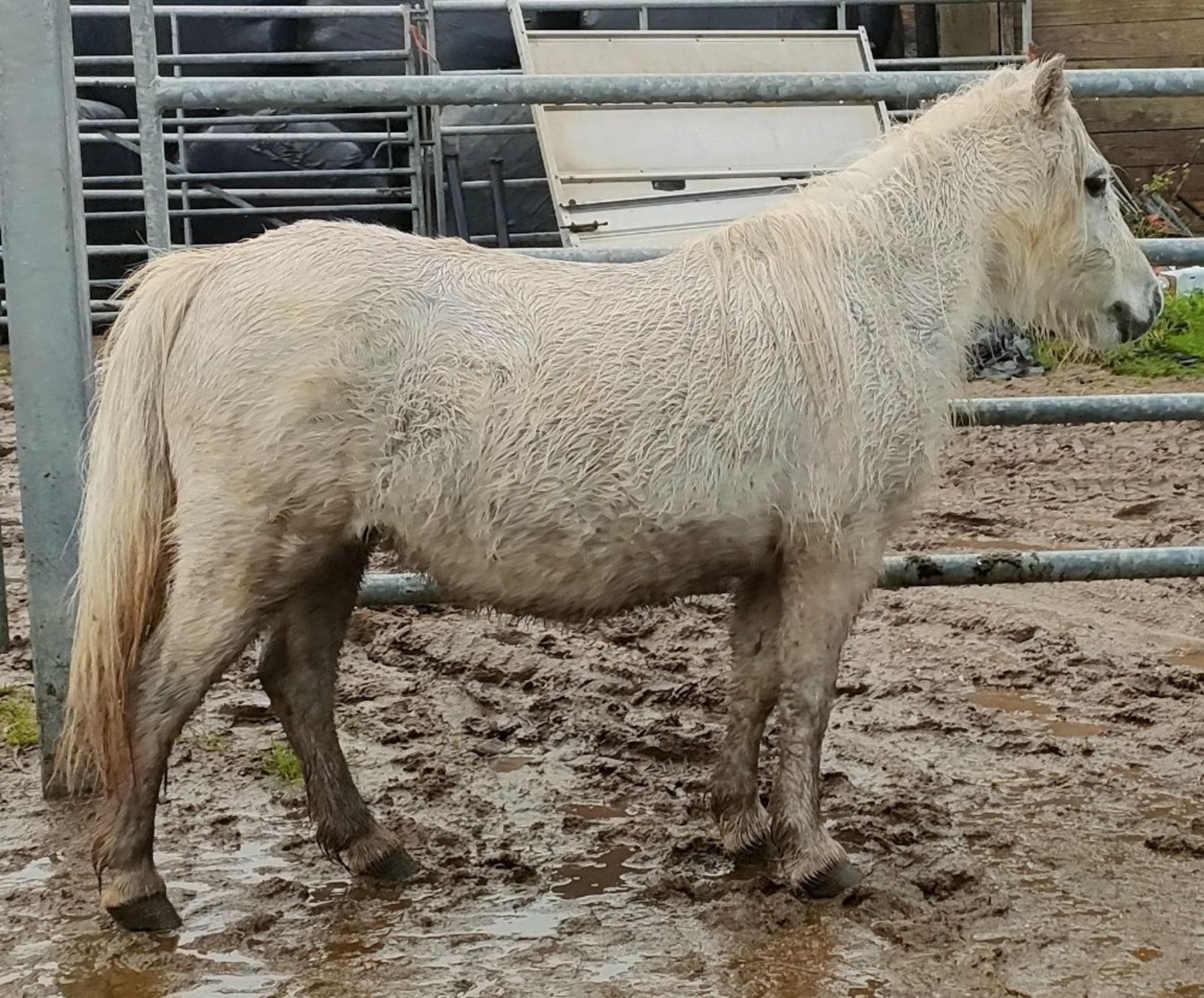 'CORNDON JENNY' SHETLAND GREY MARE APPROX 16 YEARS OLD - Image 10 of 17