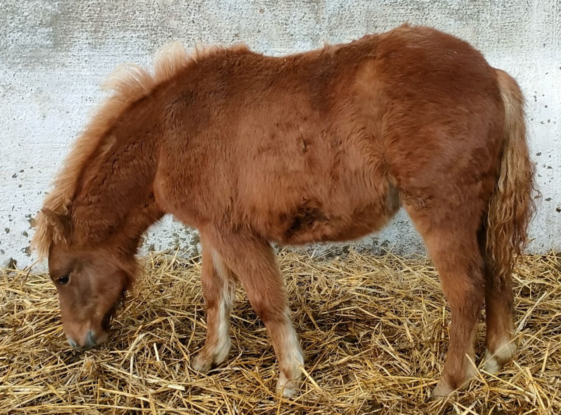 'BELLA' DARTMOOR HILL PONY CHESTNUT FILLY FOAL - Image 9 of 12