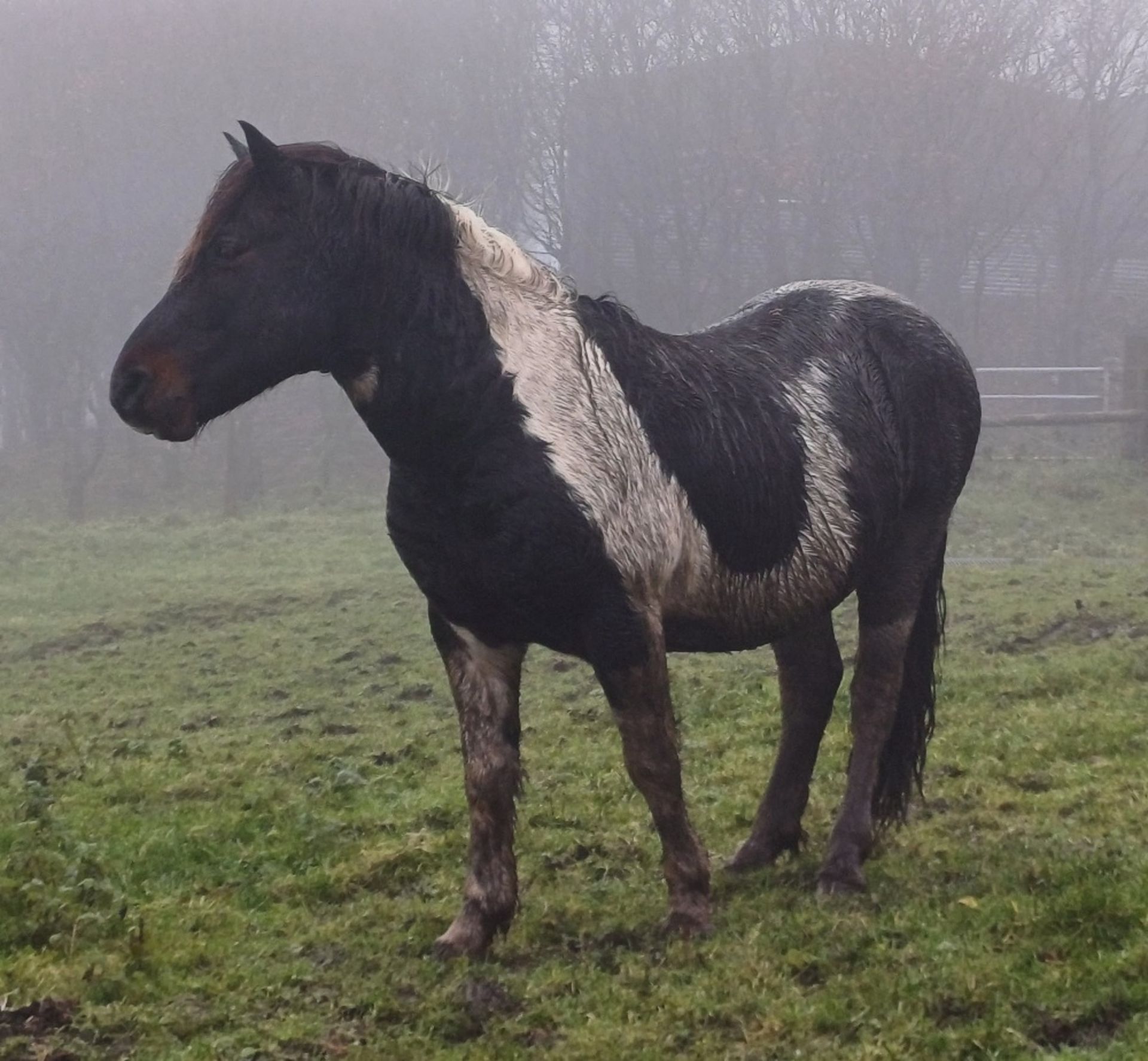 'CORNDON HOLLYBERRY' DARTMOOR HILL PONY SKEWBALD STALLION 15 YEARS OLD - Image 3 of 8