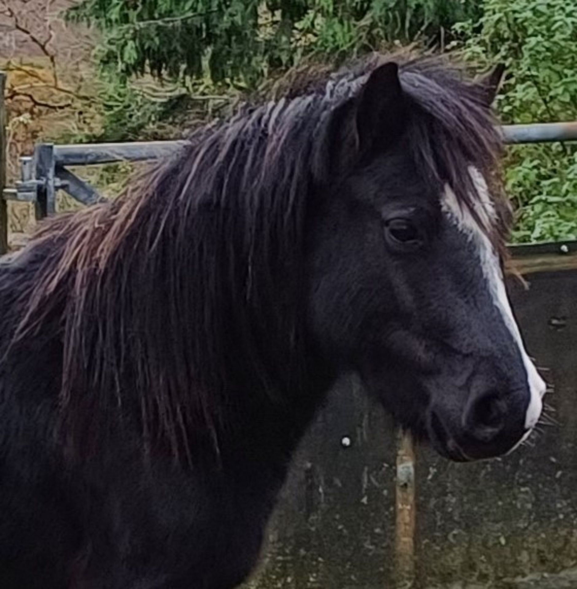 'LEIGHTOR DART' DARTMOOR HILL PONY BLACK COLT APPROX 2 YEARS OLD - Image 4 of 12