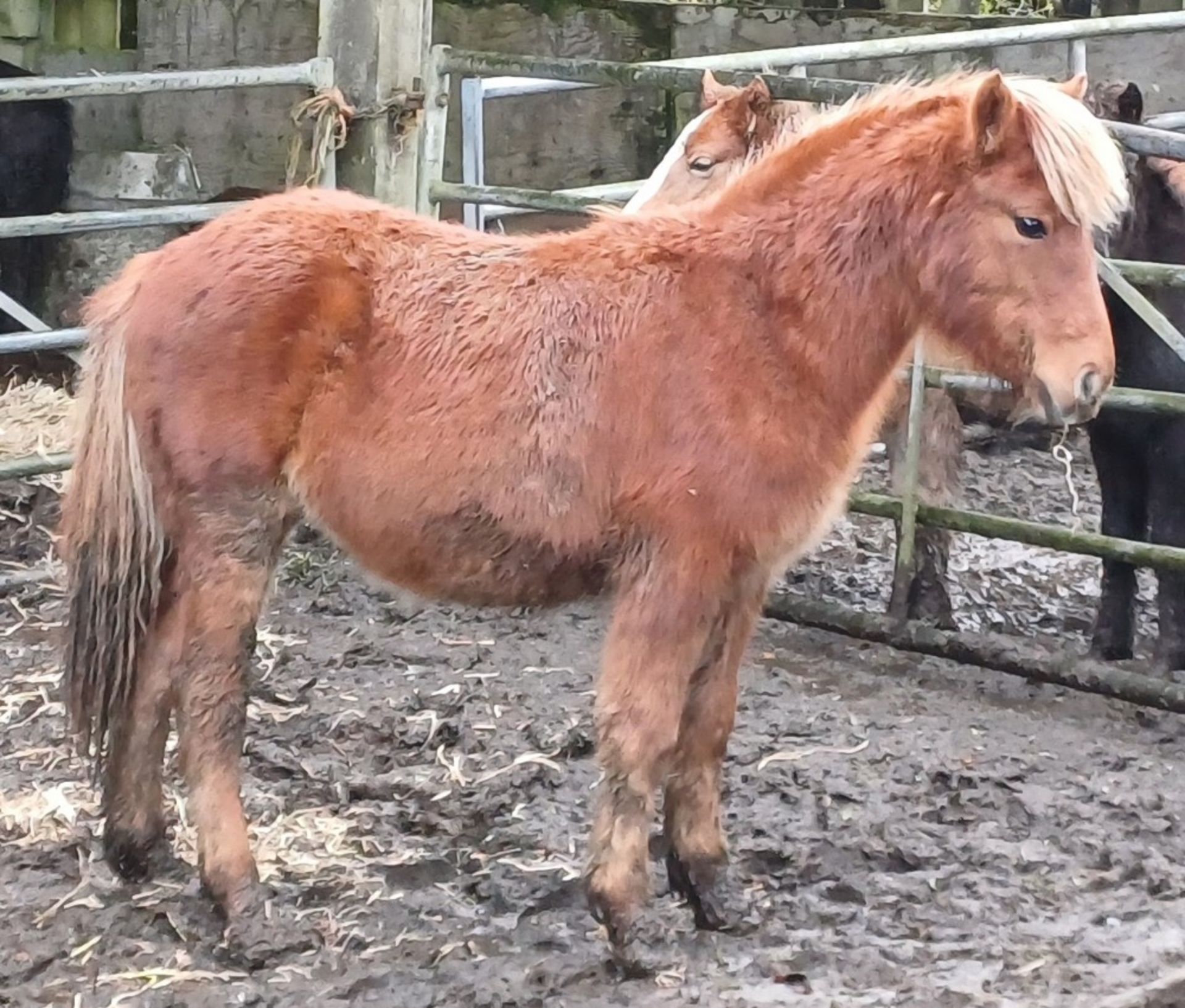 'CATOR PERCY' DARTMOOR HILL PONY CHESTNUT COLT APPROX 18 MONTHS OLD - Image 2 of 12