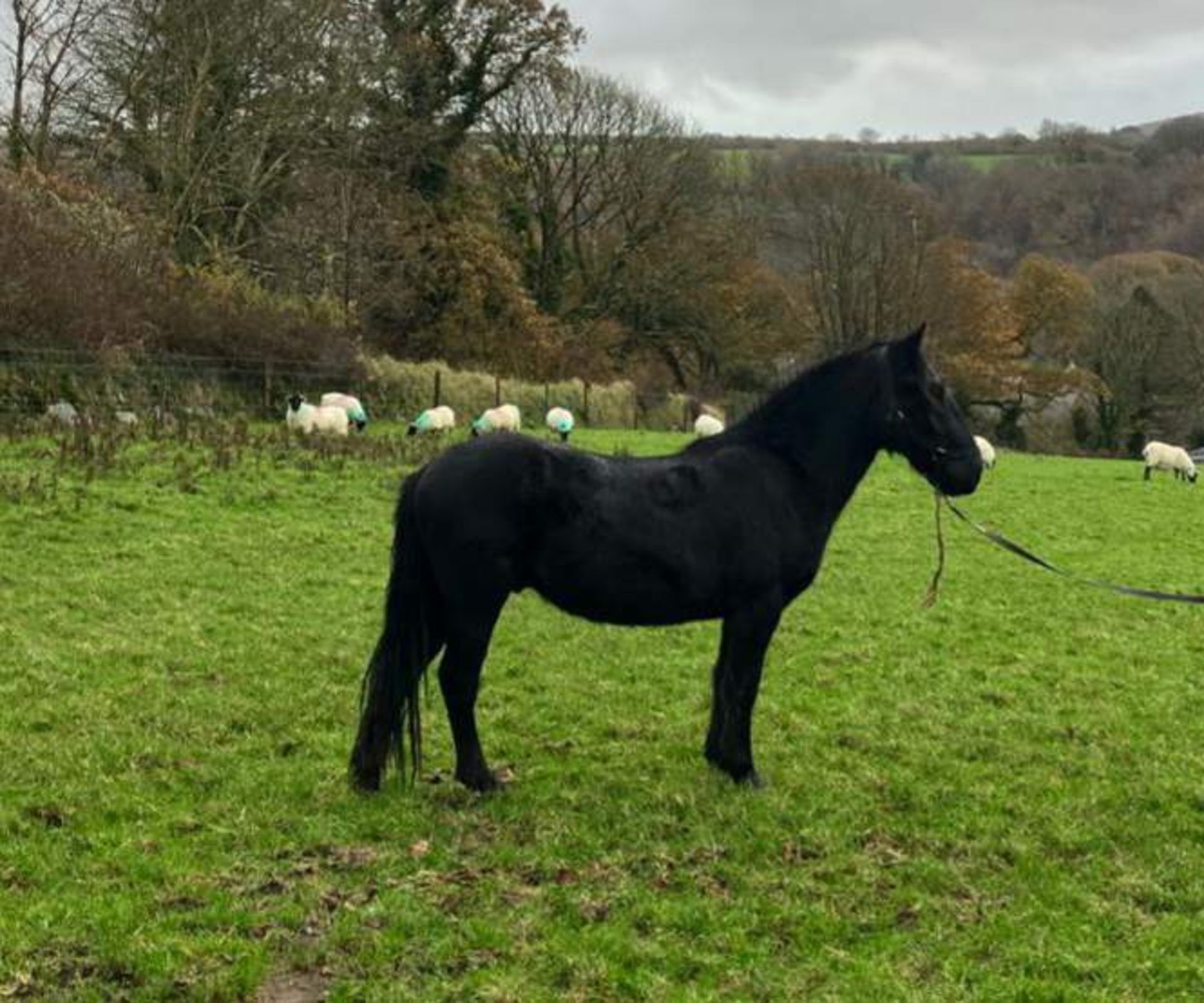 'THUNDER DASH' DARTMOOR HILL PONY BLACK GELDING APPROX 2 YEARS OLD - Image 10 of 10