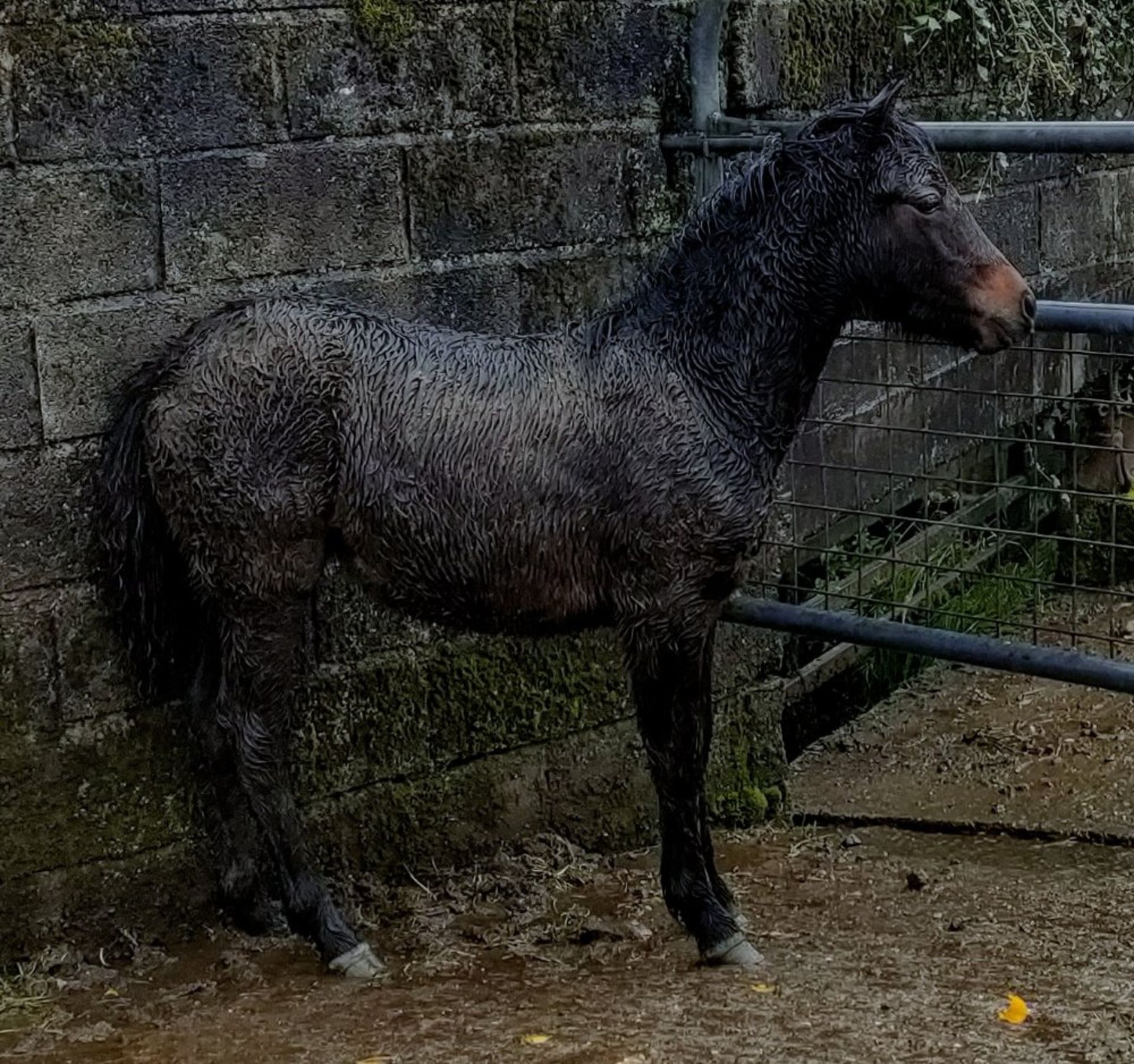'BLACKATOR MUFFIN' DARTMOOR HILL PONY BAY FILLY FOAL - Image 15 of 21