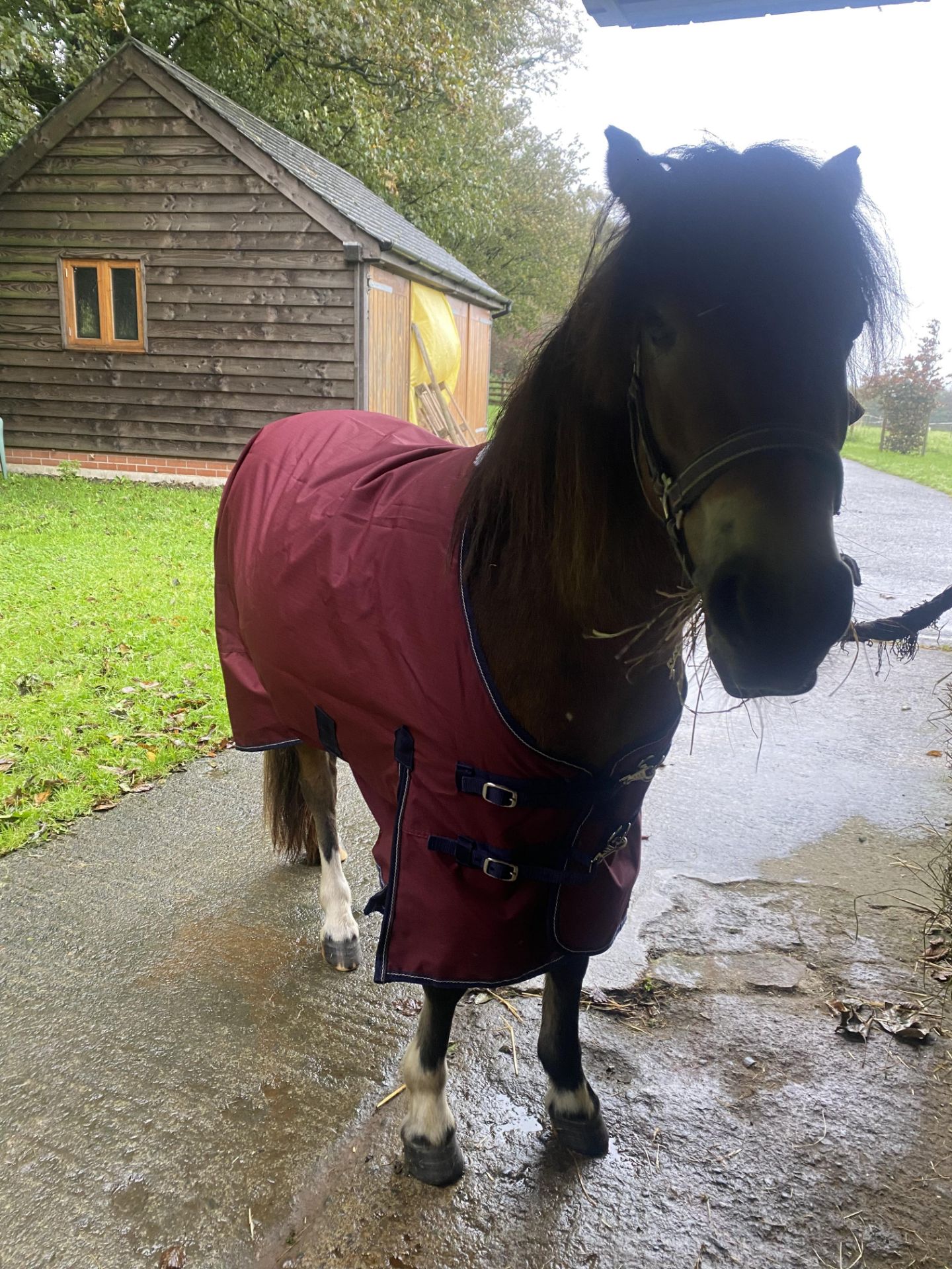 'AISH TOR AUTUMN' DARTMOOR HILL PONY BAY FILLY 2 & 1/2 YEARS OLD - Image 19 of 22