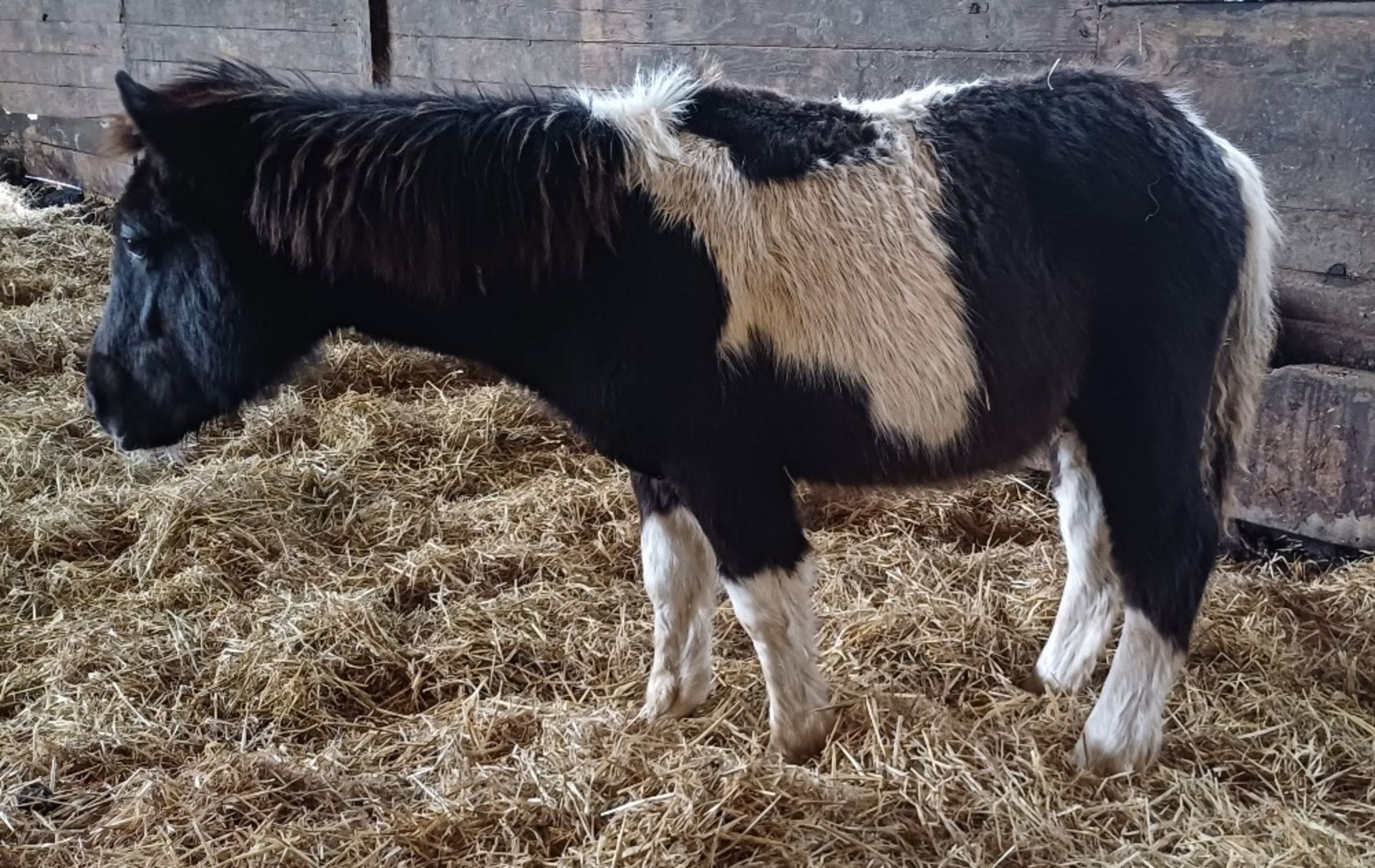 'VIXEN REBEL' SHETLAND X DARTMOOR HILL PONY PIEBALD COLT FOAL Vendor's ...