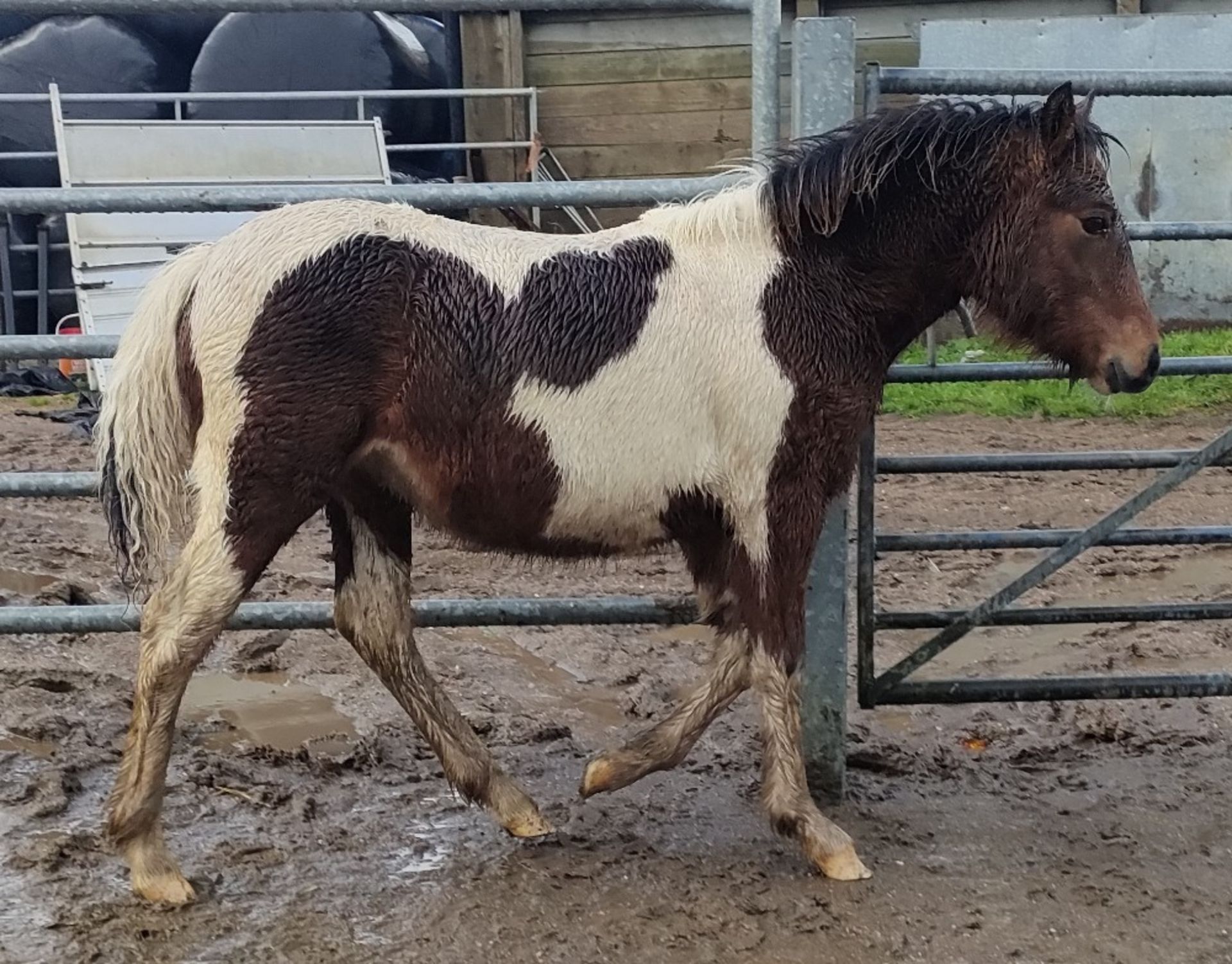 'CORNDON BOSS' DARTMOOR HILL PONY SKEWBALD COLT FOAL - Image 8 of 10