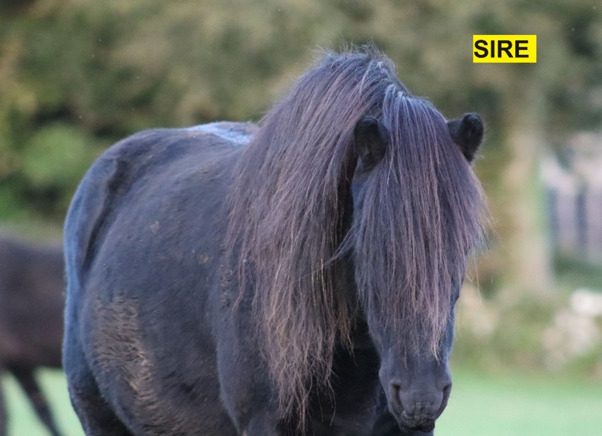 'BLACKATOR MUFFIN' DARTMOOR HILL PONY BAY FILLY FOAL - Image 20 of 21