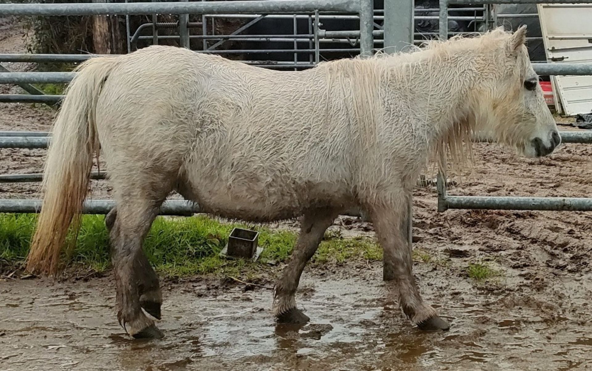 'CORNDON JENNY' SHETLAND GREY MARE APPROX 16 YEARS OLD - Image 9 of 17