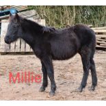 'BLACKATOR MILLIE' DARTMOOR HILL PONY BLACK FILLY FOAL