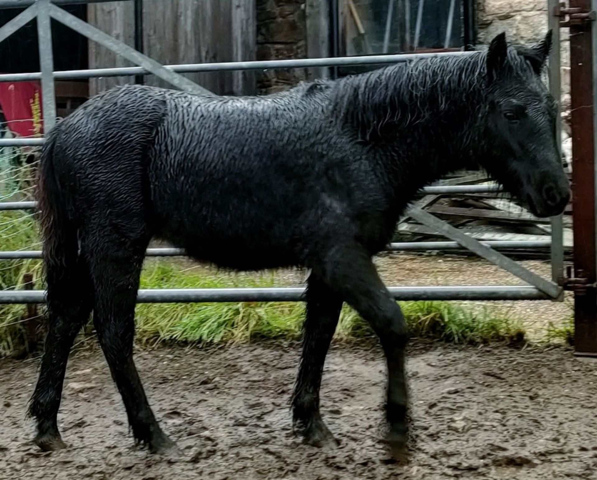 'BLACKATOR MILLIE' DARTMOOR HILL PONY BLACK FILLY FOAL - Image 9 of 14