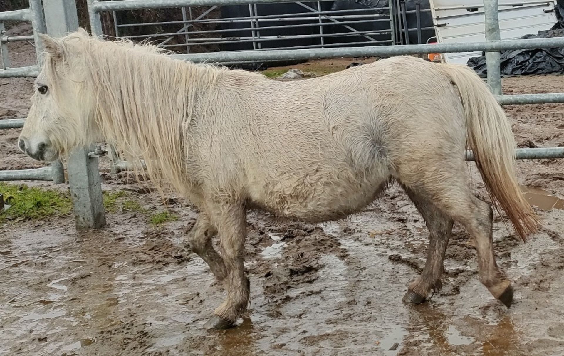 'CORNDON JENNY' SHETLAND GREY MARE APPROX 16 YEARS OLD - Image 12 of 17