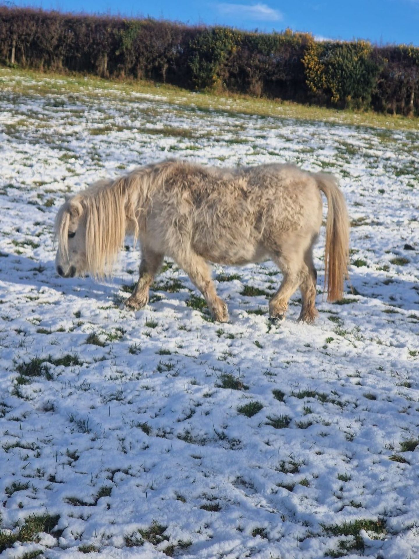 'CORNDON JENNY' SHETLAND GREY MARE APPROX 16 YEARS OLD - Image 3 of 17