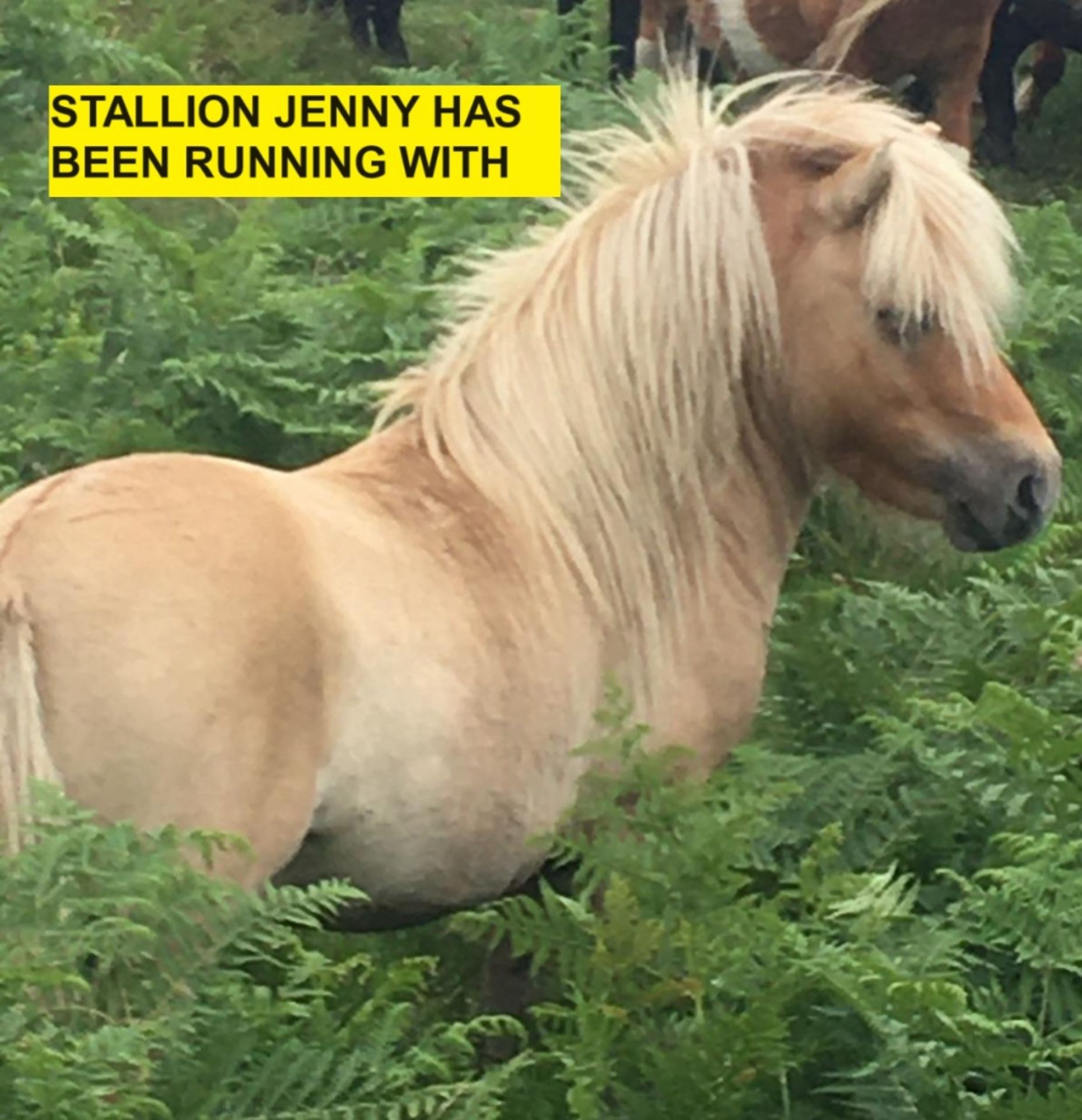 'CORNDON JENNY' SHETLAND GREY MARE APPROX 16 YEARS OLD - Image 17 of 17