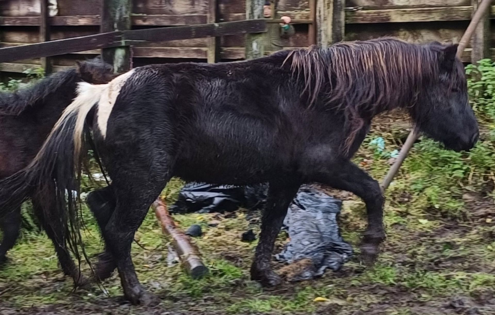 'CATOR MARGE' DARTMOOR HILL PONY PIEBALD MARE APPROX 6 YEARS OLD - Image 5 of 11