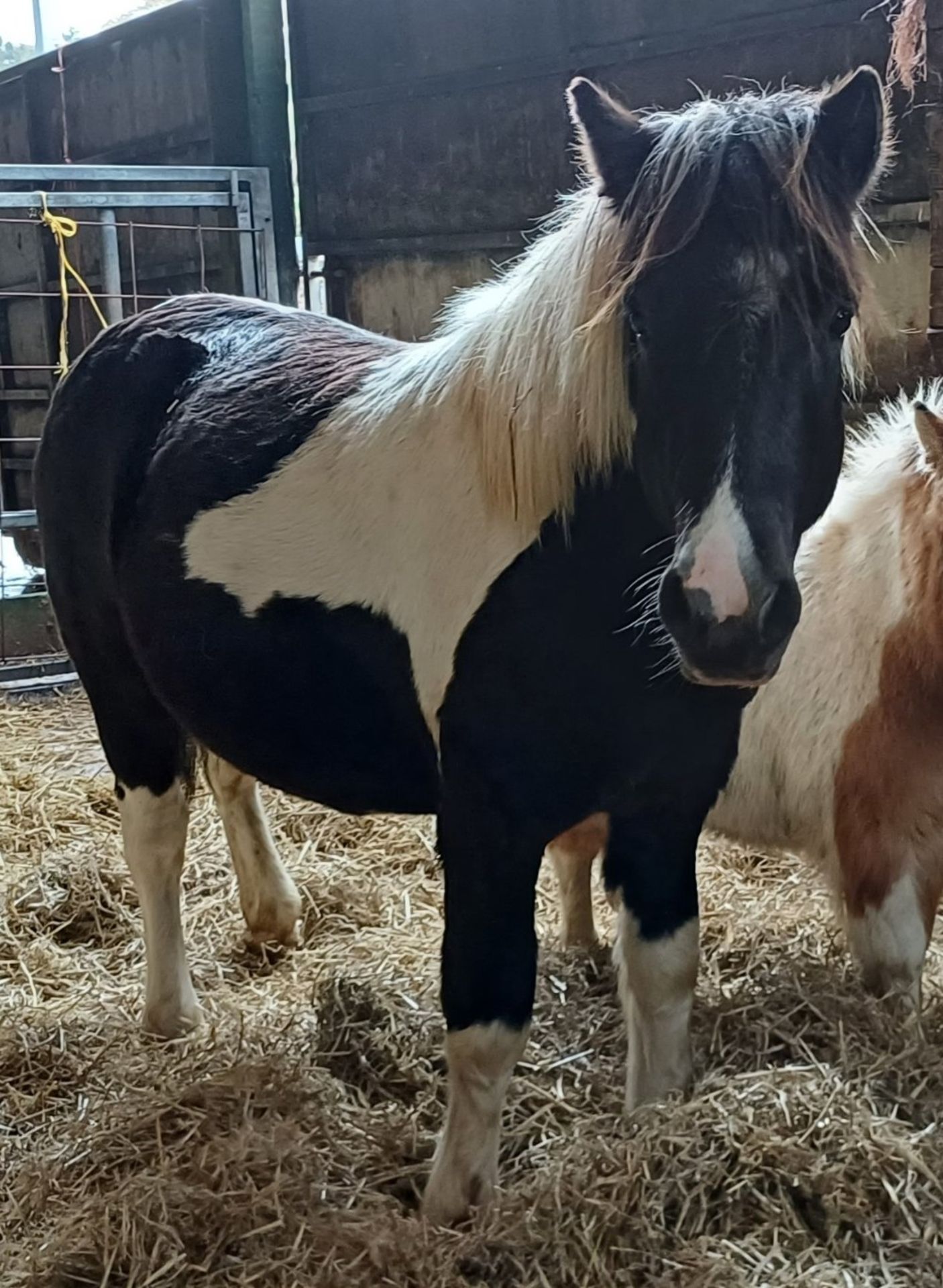 'VIXEN OAKUM' DARTMOOR HILL PONY PIEBALD COLT APPROX 18 MONTHS OLD - Image 2 of 10