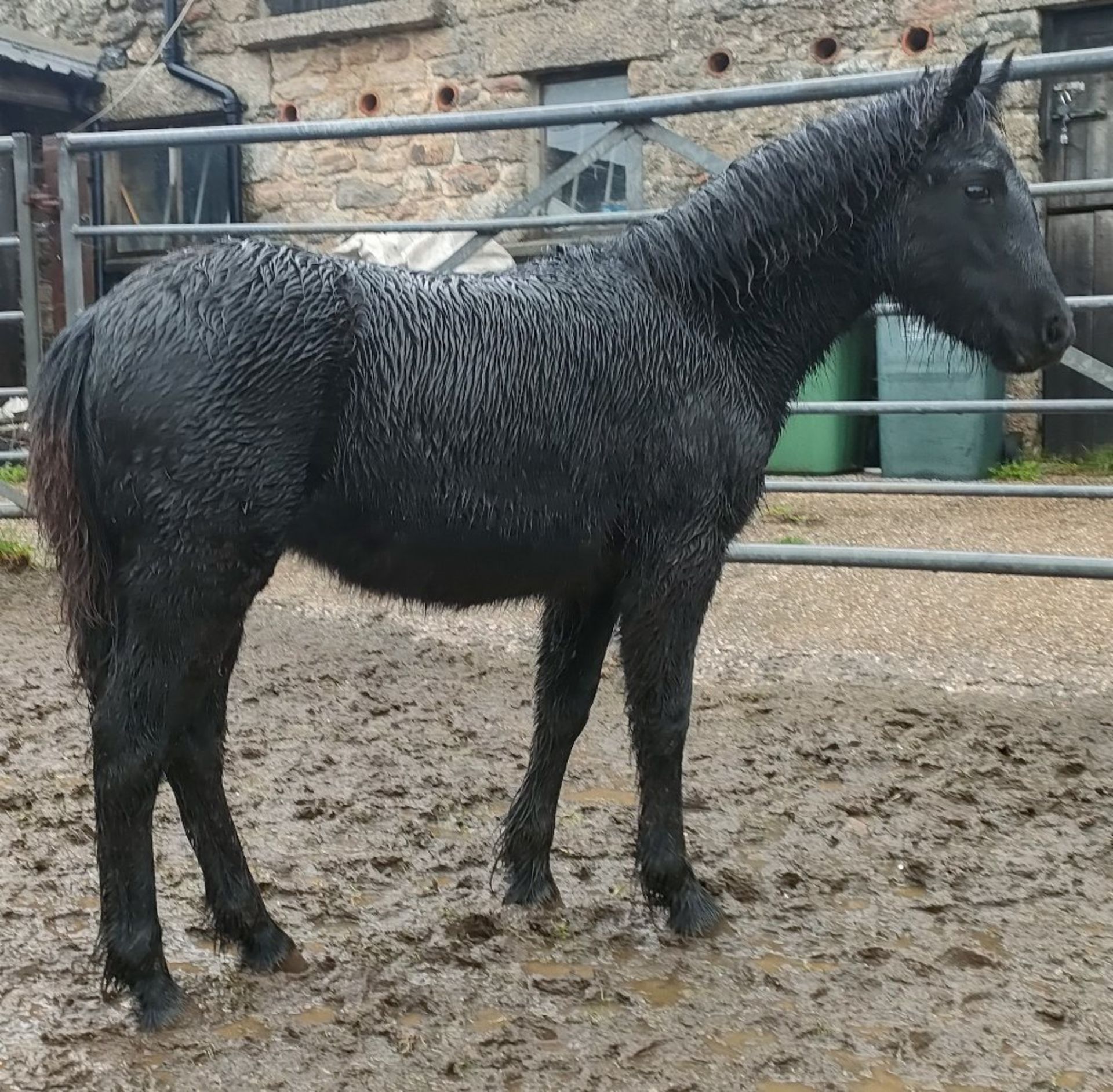 'BLACKATOR MILLIE' DARTMOOR HILL PONY BLACK FILLY FOAL - Image 10 of 14