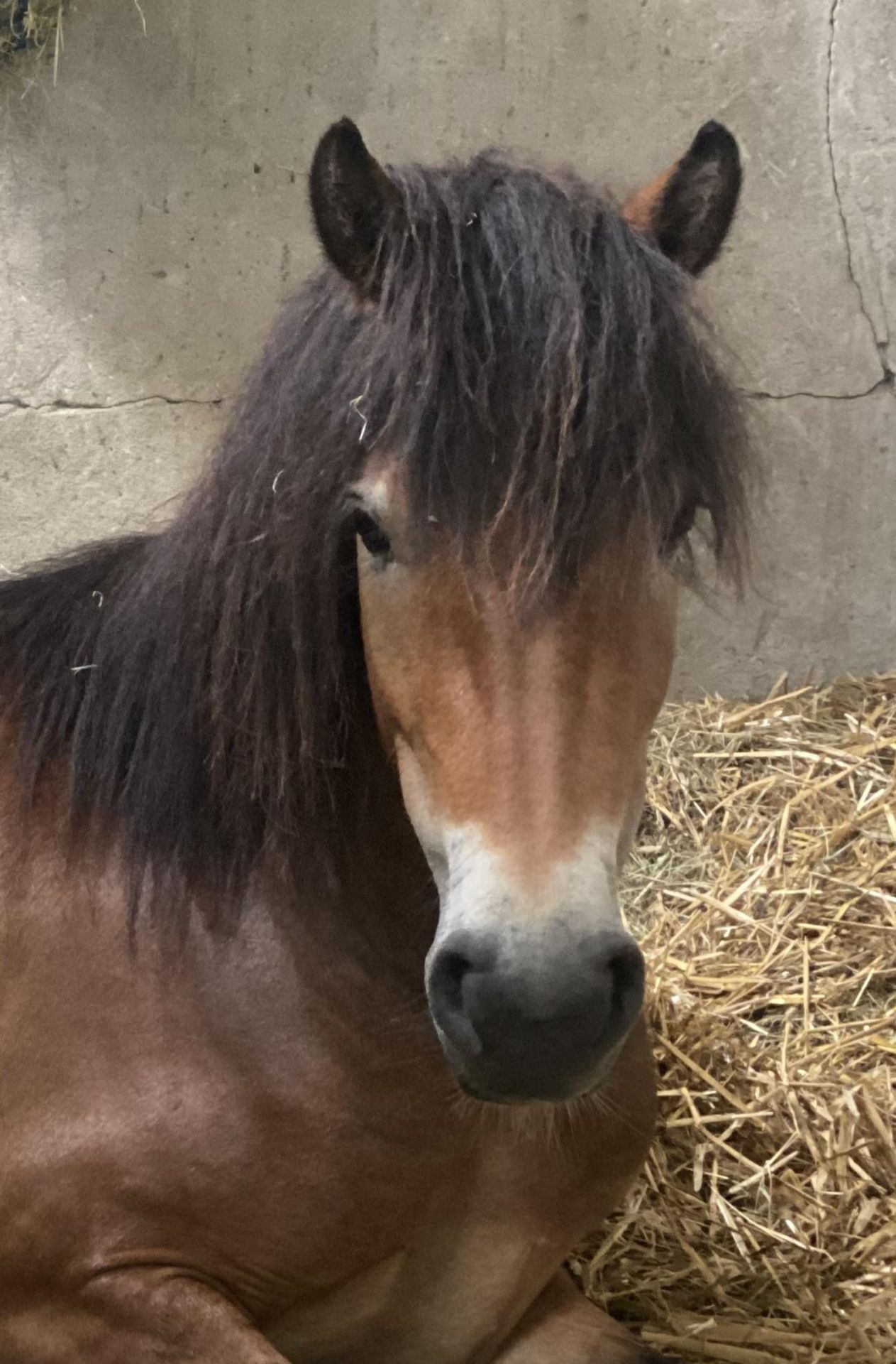 'AISH TOR AUTUMN' DARTMOOR HILL PONY BAY FILLY 2 & 1/2 YEARS OLD - Image 3 of 22