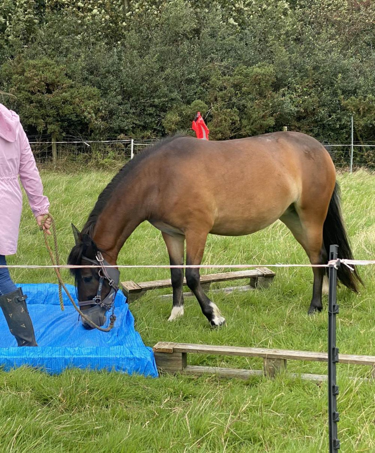 'AISH TOR AUTUMN' DARTMOOR HILL PONY BAY FILLY 2 & 1/2 YEARS OLD - Image 5 of 22