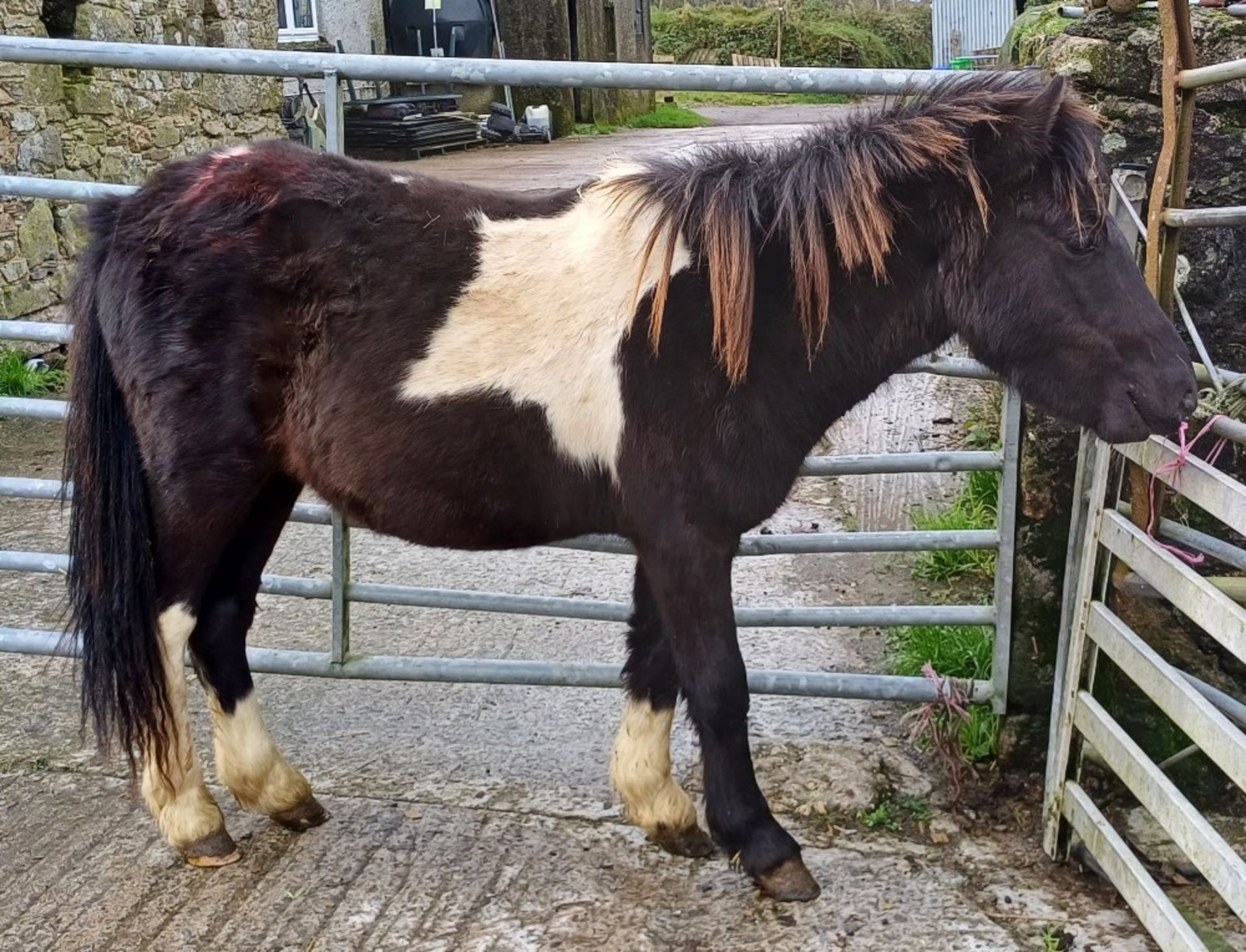 'GODSWORTHY STAN' DARTMOOR HILL PONY PIEBALD COLT APPROX 2 YEARS OLD