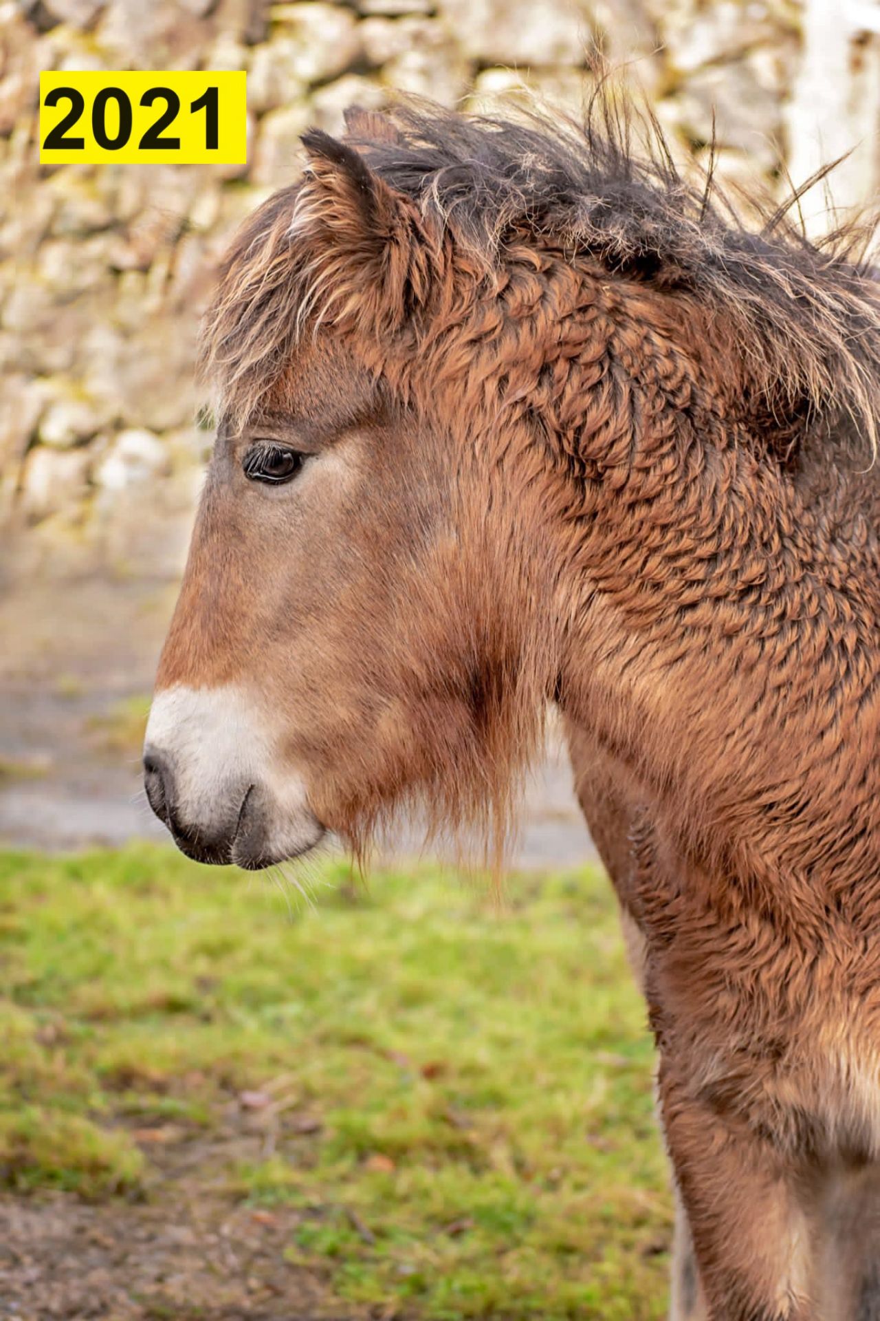 'AISH TOR AUTUMN' DARTMOOR HILL PONY BAY FILLY 2 & 1/2 YEARS OLD - Image 22 of 22