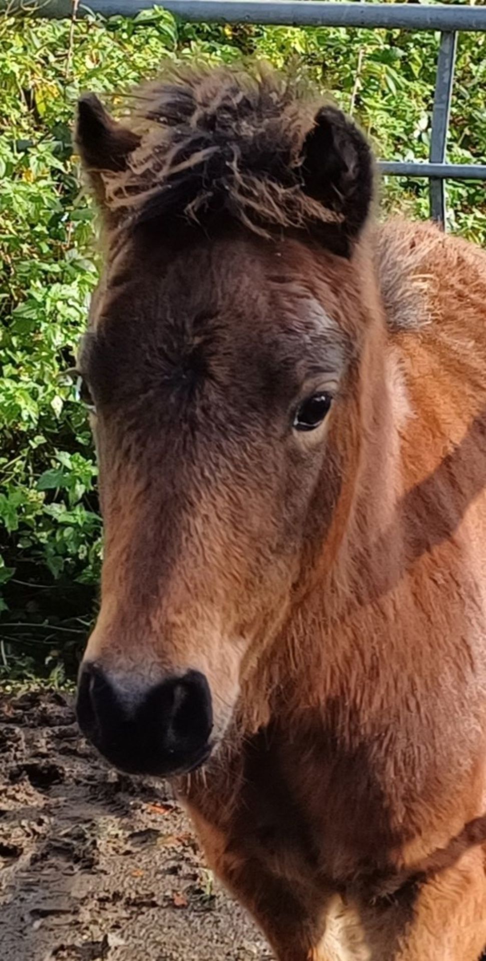 'CHINKWELL BOB' DARTMOOR HILL PONY BRIGHT BAY COLT FOAL Vendor's