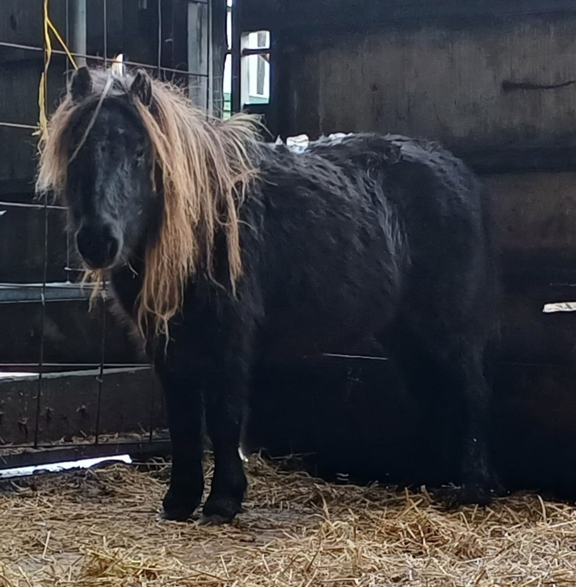 'VIXEN LILLIBET' SHETLAND BLACK MARE BELIEVED TO BE 10 YEARS + - Image 3 of 13