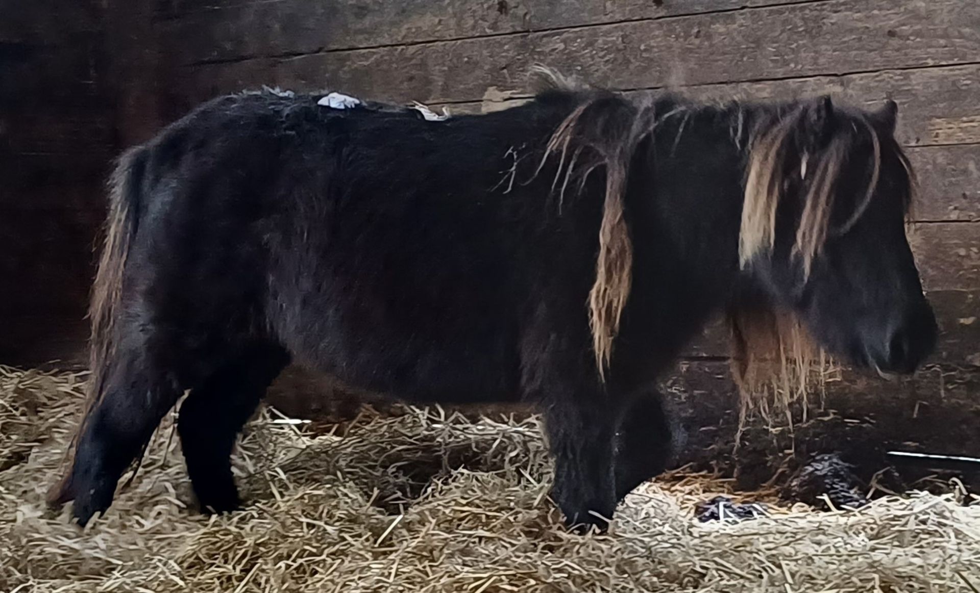 'VIXEN LILLIBET' SHETLAND BLACK MARE BELIEVED TO BE 10 YEARS + - Image 7 of 13