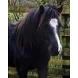 'LEIGHTOR DART' DARTMOOR HILL PONY BLACK COLT APPROX 2 YEARS OLD