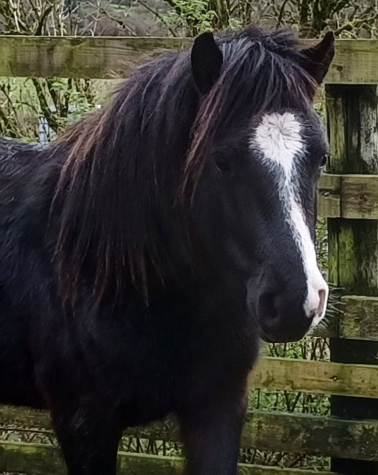 'LEIGHTOR DART' DARTMOOR HILL PONY BLACK COLT APPROX 2 YEARS OLD