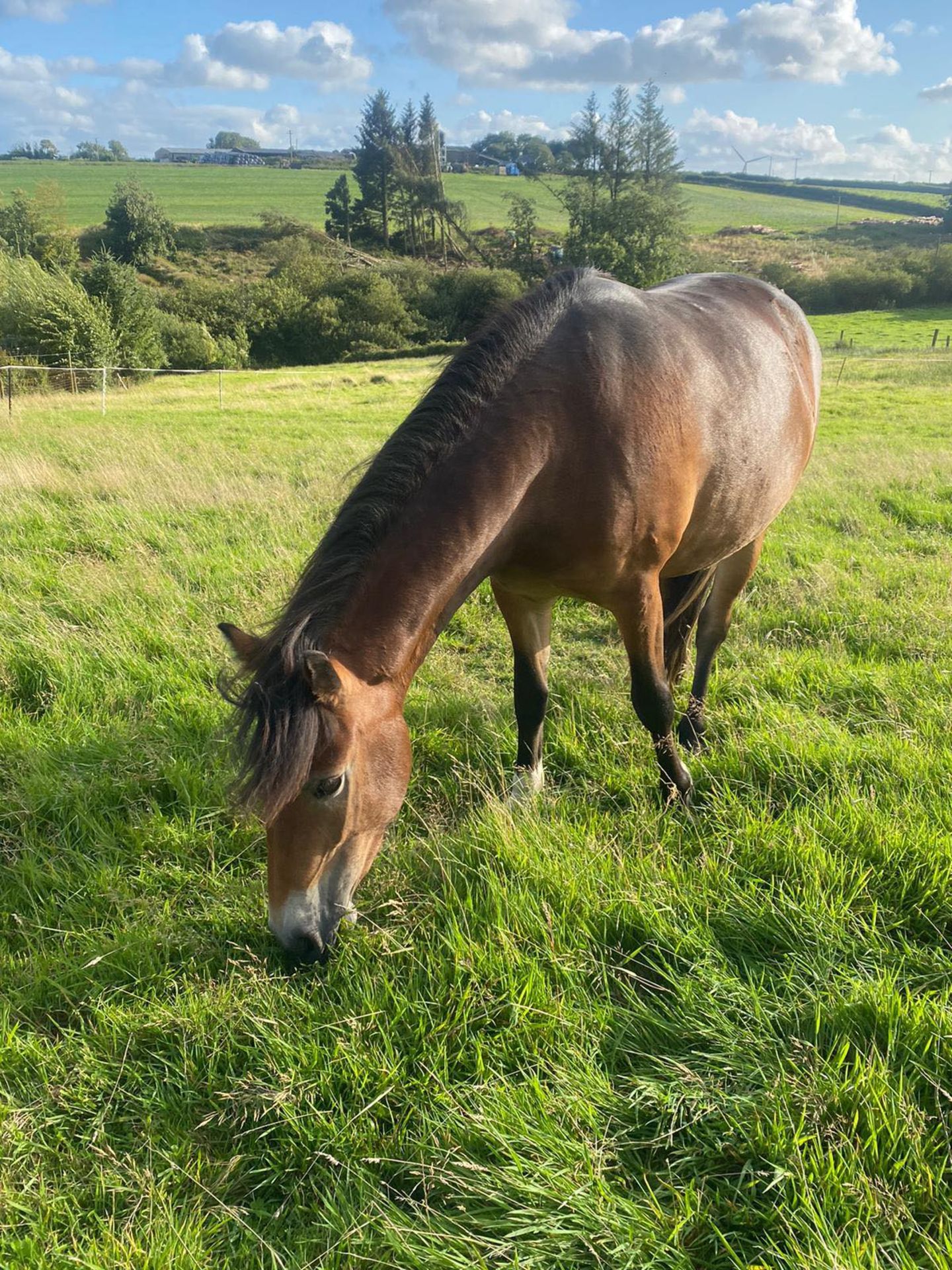 'AISH TOR AUTUMN' DARTMOOR HILL PONY BAY FILLY 2 & 1/2 YEARS OLD - Image 13 of 22