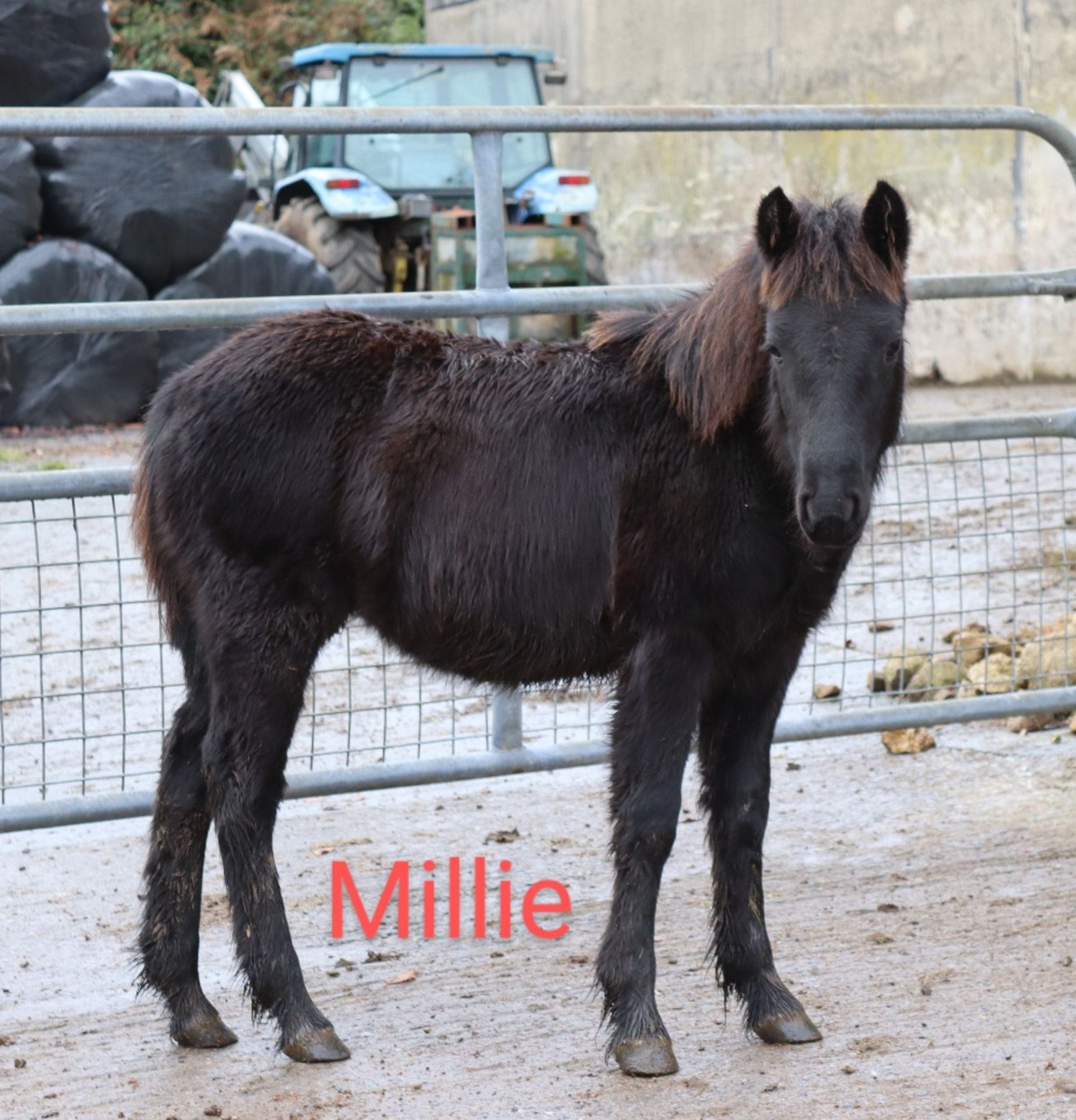 'BLACKATOR MILLIE' DARTMOOR HILL PONY BLACK FILLY FOAL - Image 3 of 14