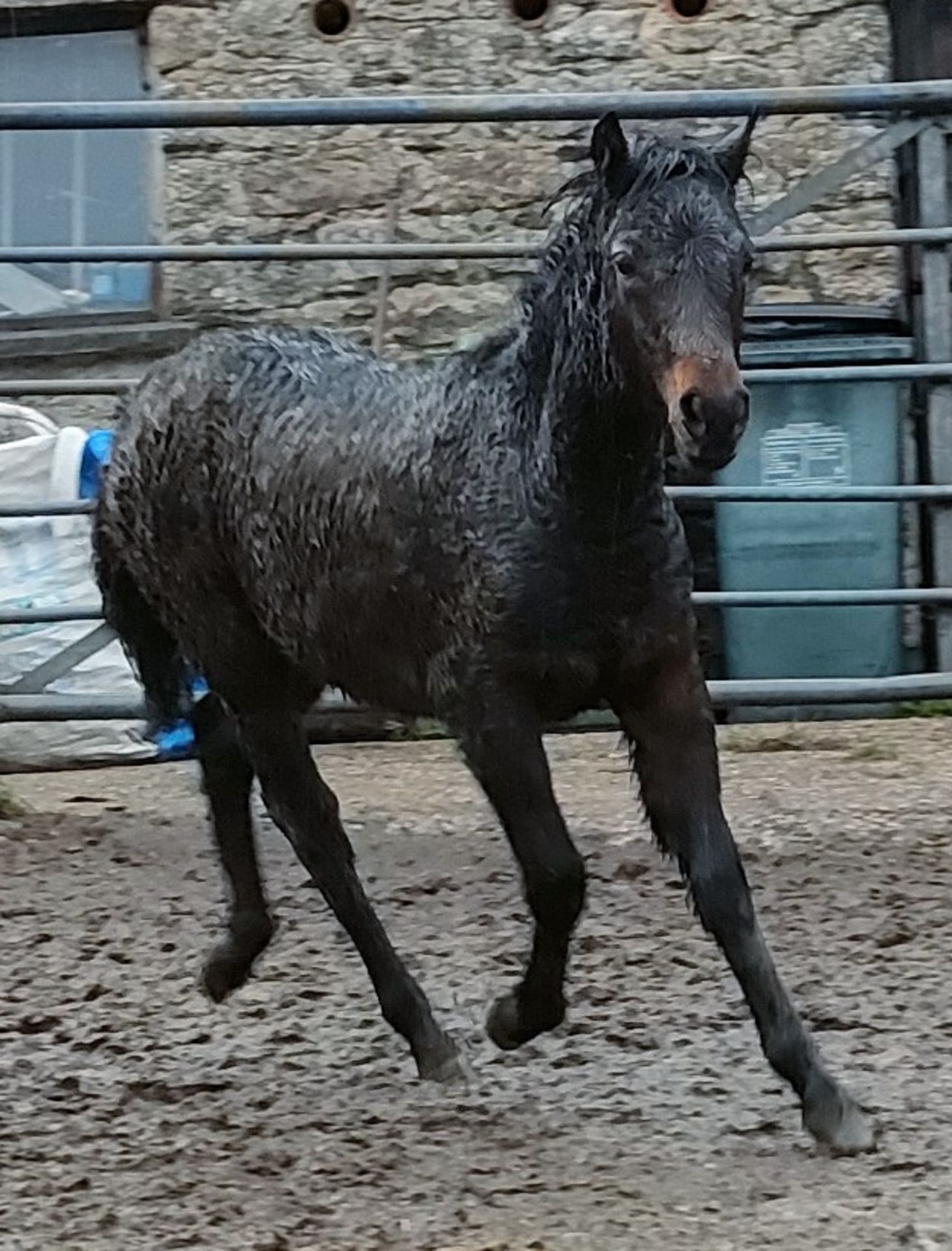 'BLACKATOR MUFFIN' DARTMOOR HILL PONY BAY FILLY FOAL - Image 13 of 21