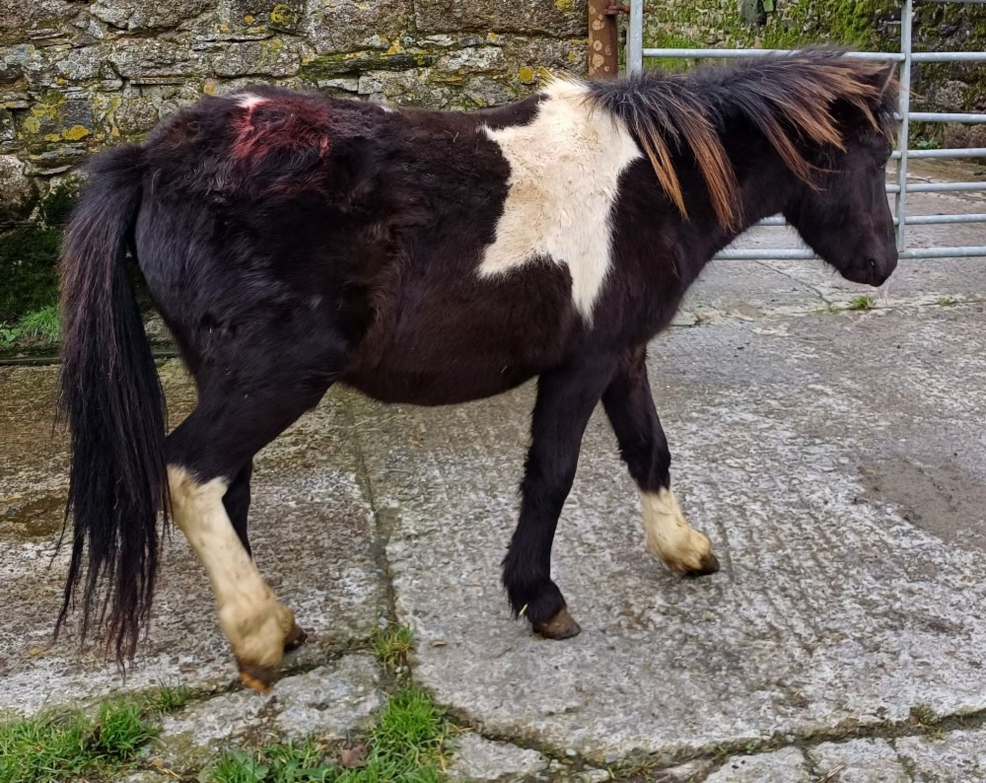 'GODSWORTHY STAN' DARTMOOR HILL PONY PIEBALD COLT APPROX 2 YEARS OLD - Image 7 of 10