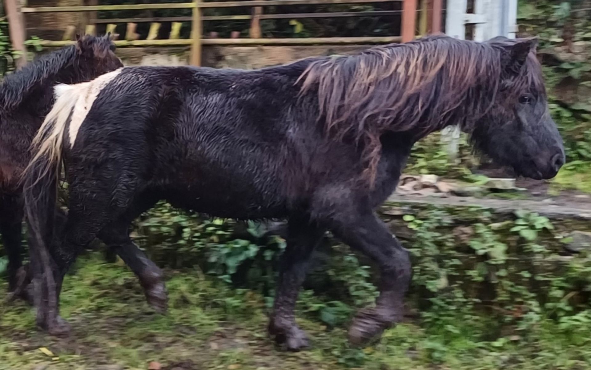 'CATOR MARGE' DARTMOOR HILL PONY PIEBALD MARE APPROX 6 YEARS OLD