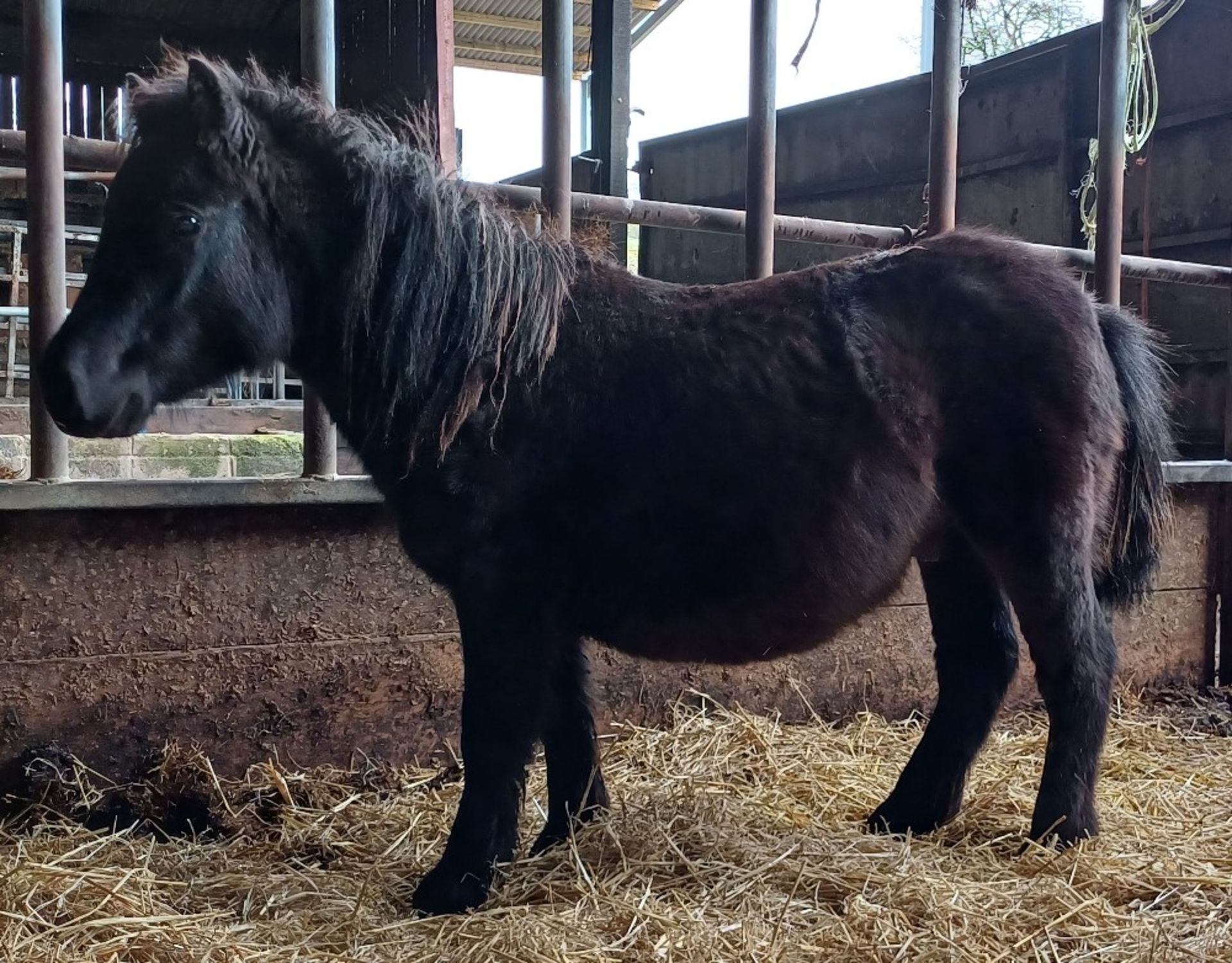 'VIXEN RIPTIDE' SHETLAND BLACK COLT APPROX 18 MONTHS OLD