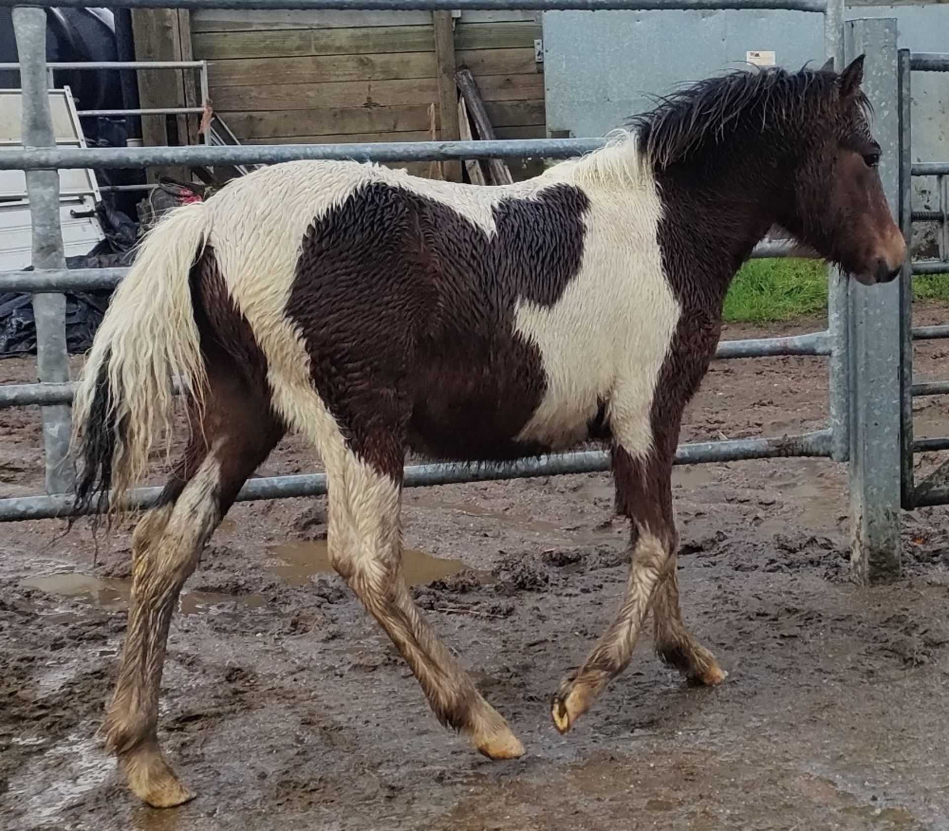 'CORNDON BOSS' DARTMOOR HILL PONY SKEWBALD COLT FOAL - Image 6 of 10