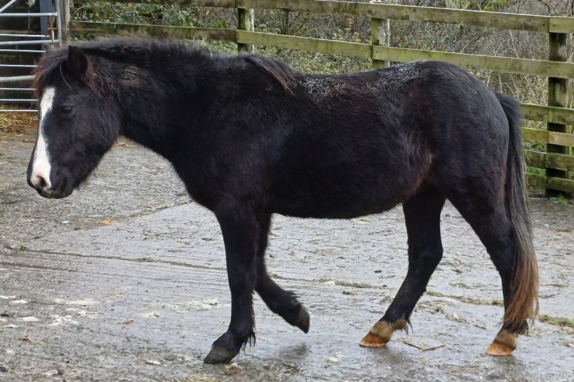 'LEIGHTOR DART' DARTMOOR HILL PONY BLACK COLT APPROX 2 YEARS OLD - Image 3 of 12