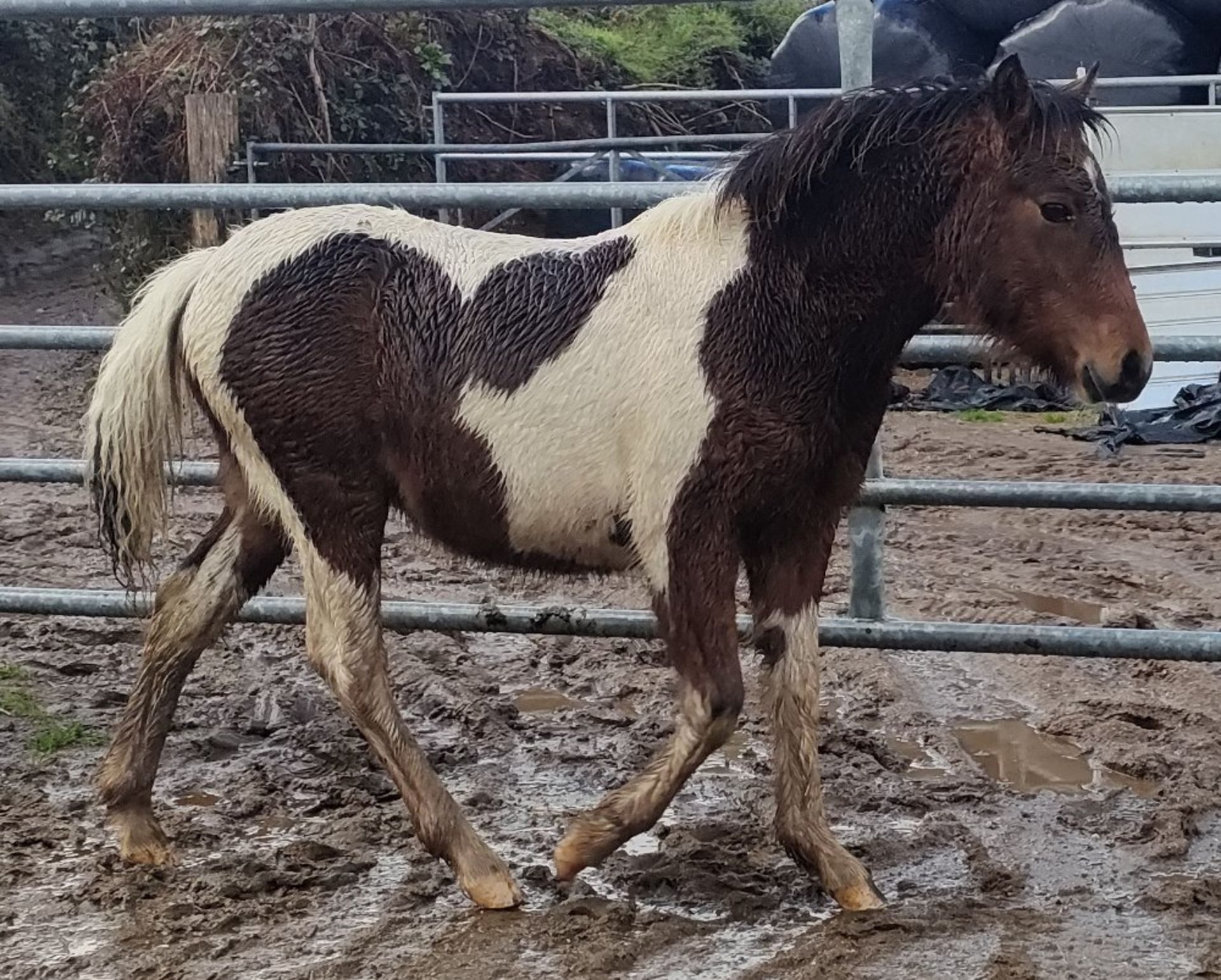 'CORNDON BOSS' DARTMOOR HILL PONY SKEWBALD COLT FOAL - Image 7 of 10