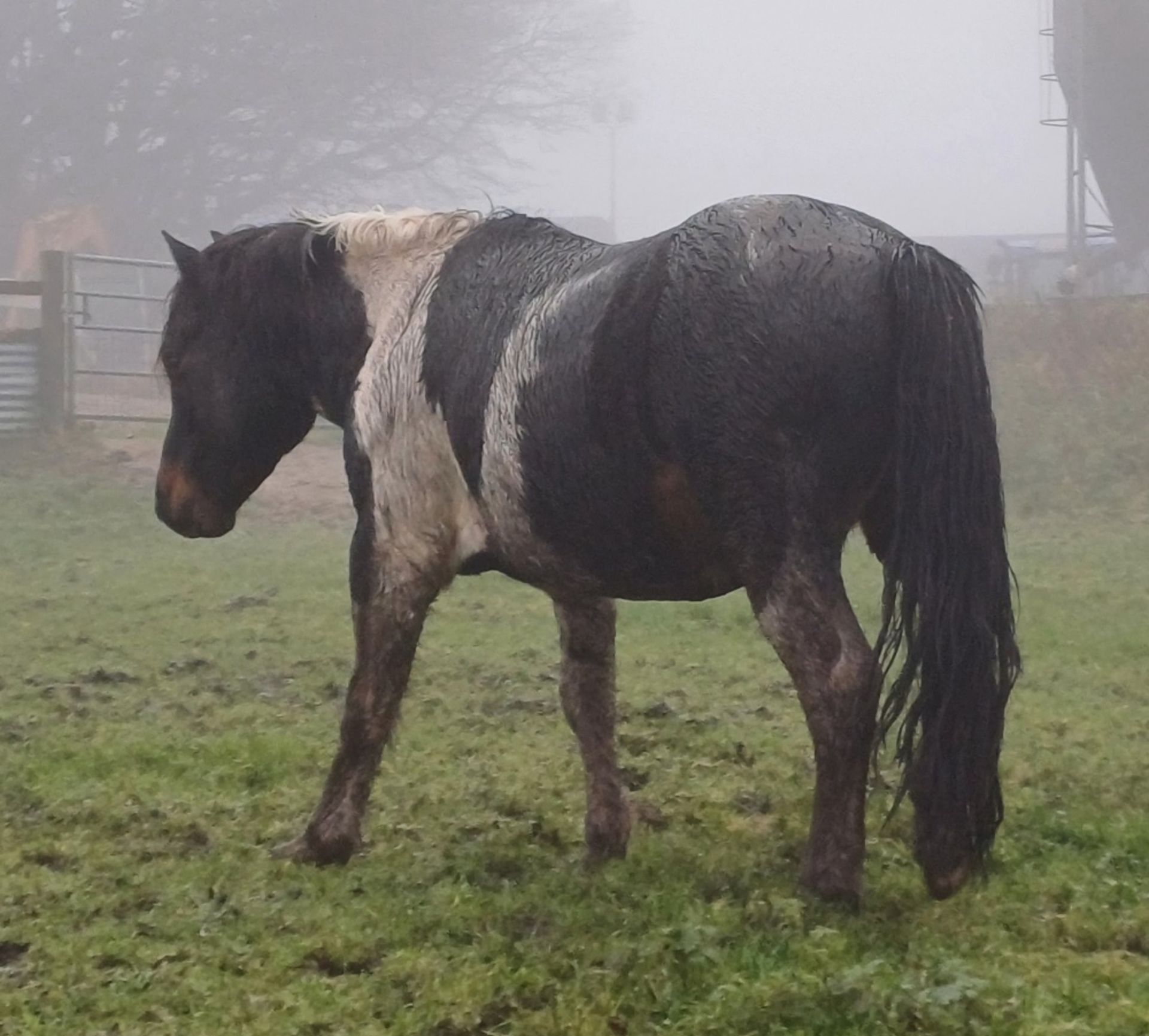 'CORNDON HOLLYBERRY' DARTMOOR HILL PONY SKEWBALD STALLION 15 YEARS OLD - Image 6 of 8