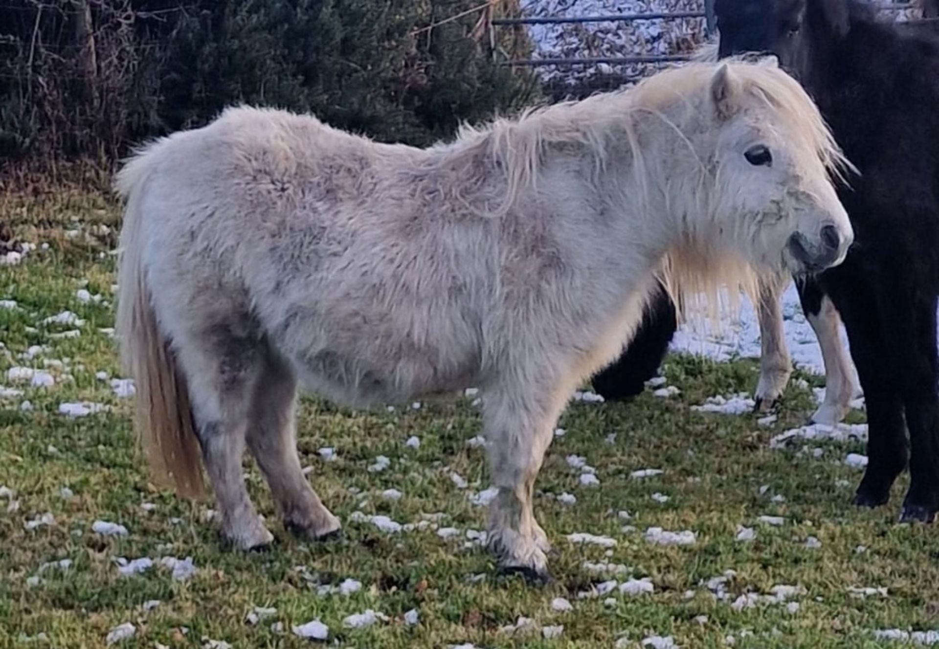 'CORNDON JENNY' SHETLAND GREY MARE APPROX 16 YEARS OLD - Image 6 of 17