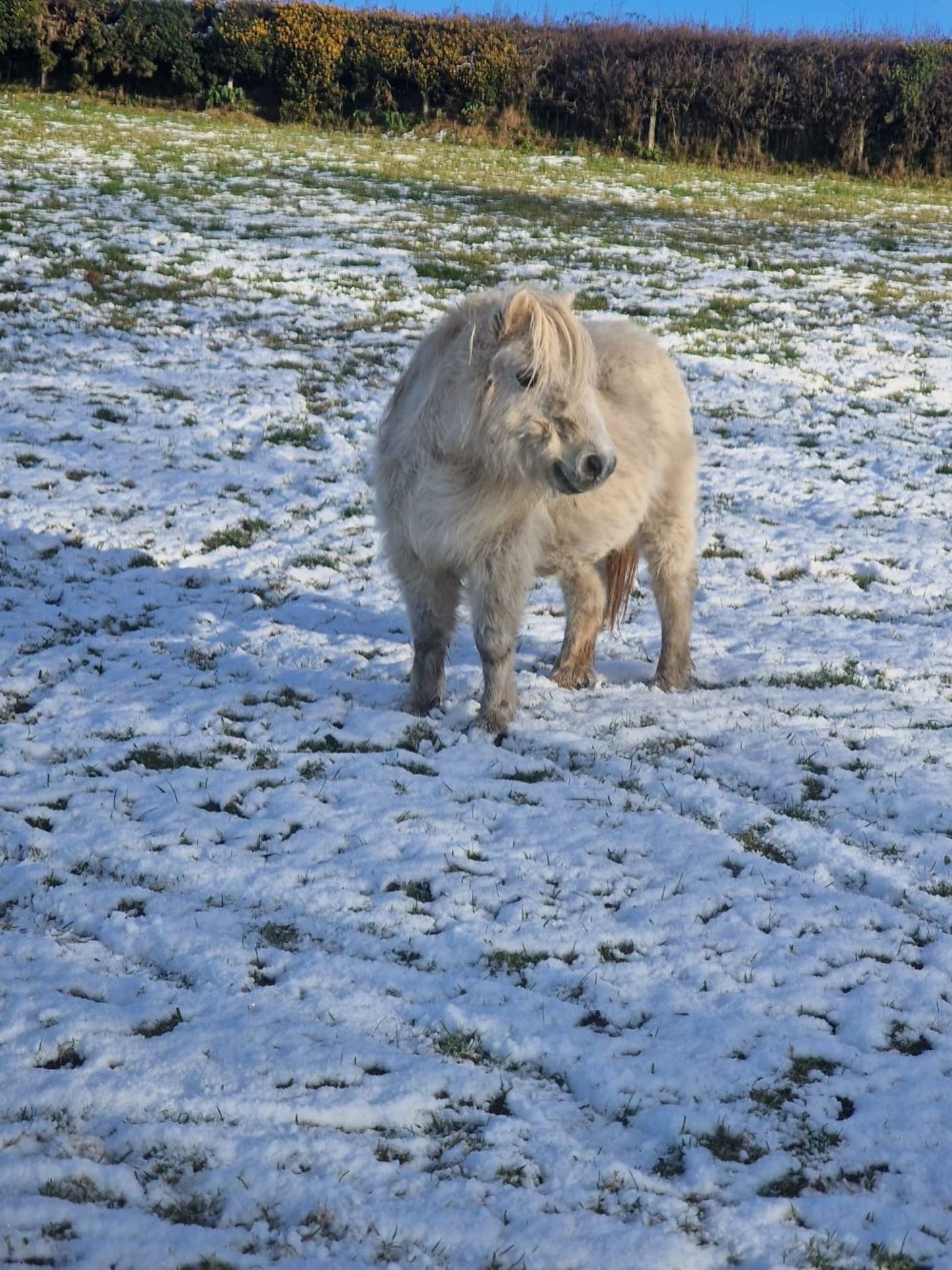 'CORNDON JENNY' SHETLAND GREY MARE APPROX 16 YEARS OLD - Image 4 of 17