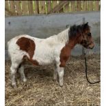 'MEAVY CARAMAC' DARTMOOR HILL PONY SKEWBALD COLT FOAL