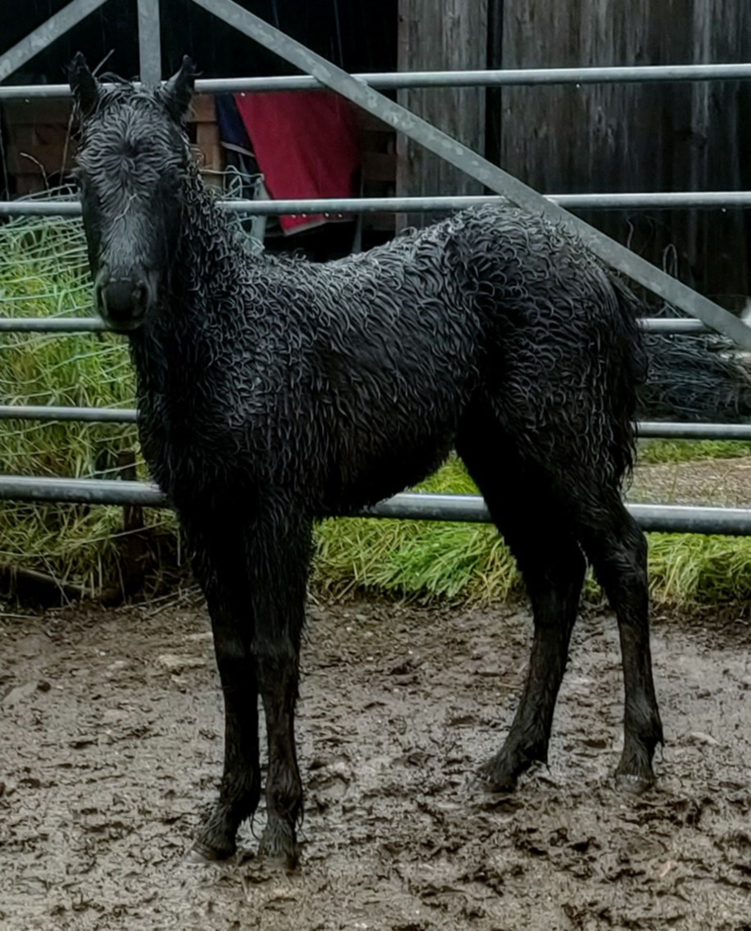 'BLACKATOR MIETTE' DARTMOOR HILL PONY BLACK FILLY FOAL - Image 11 of 14