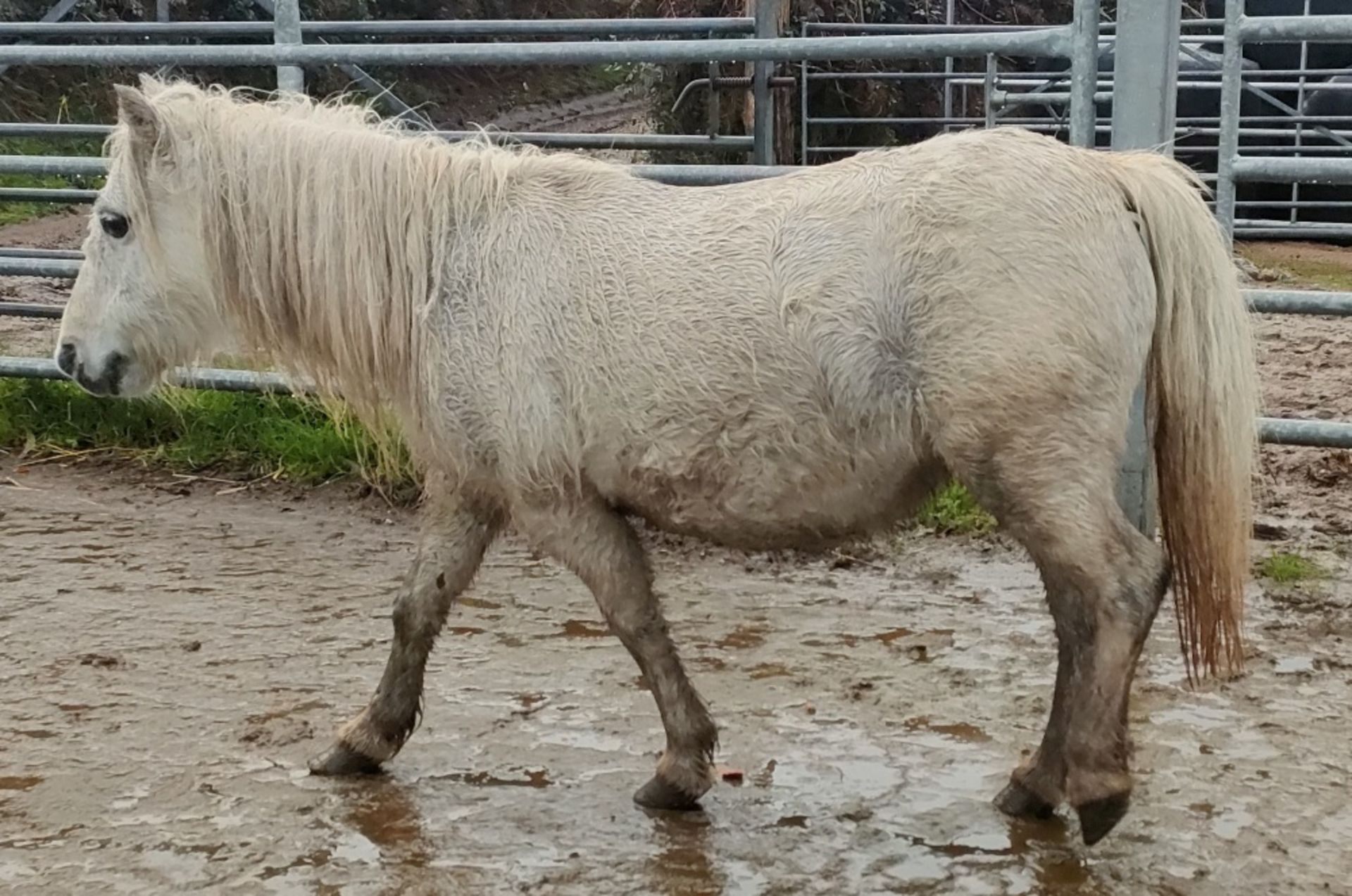 'CORNDON JENNY' SHETLAND GREY MARE APPROX 16 YEARS OLD - Image 8 of 17