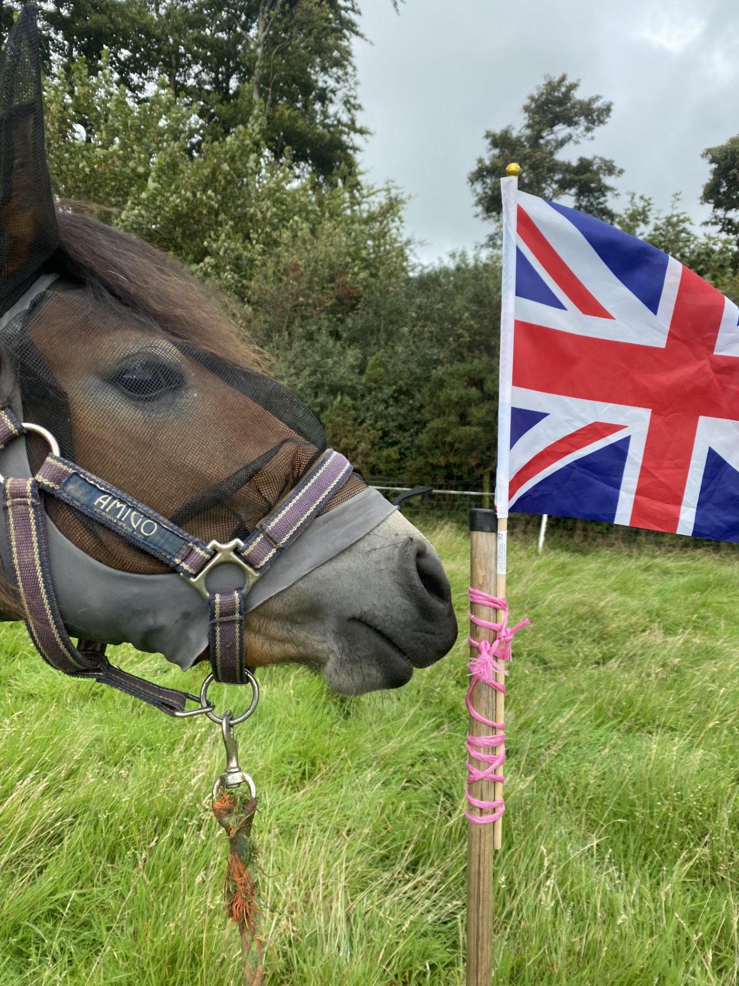 'AISH TOR AUTUMN' DARTMOOR HILL PONY BAY FILLY 2 & 1/2 YEARS OLD - Image 7 of 22