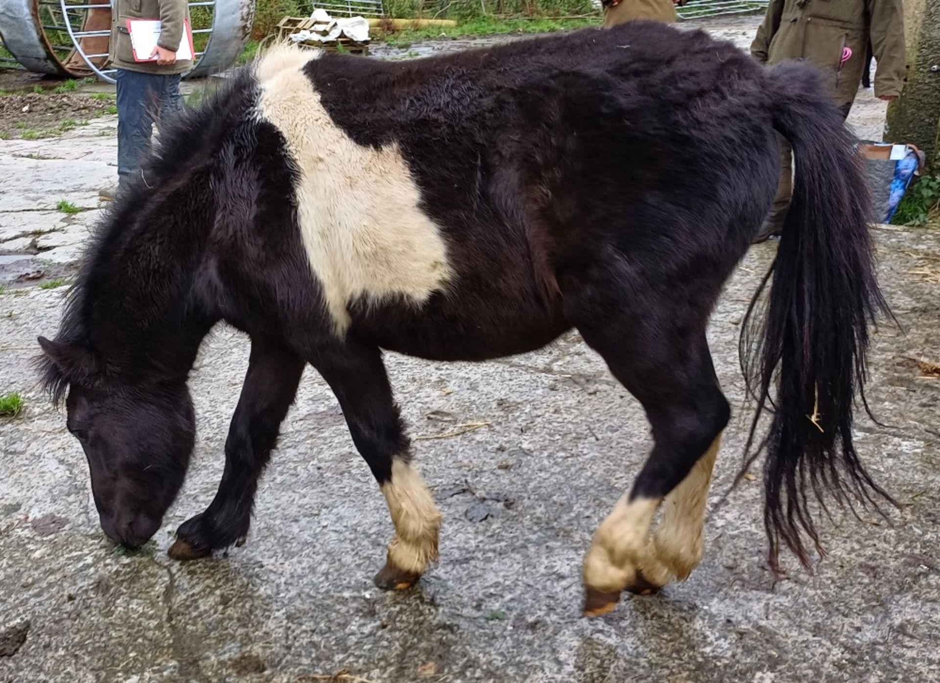 'GODSWORTHY STAN' DARTMOOR HILL PONY PIEBALD COLT APPROX 2 YEARS OLD - Image 10 of 10
