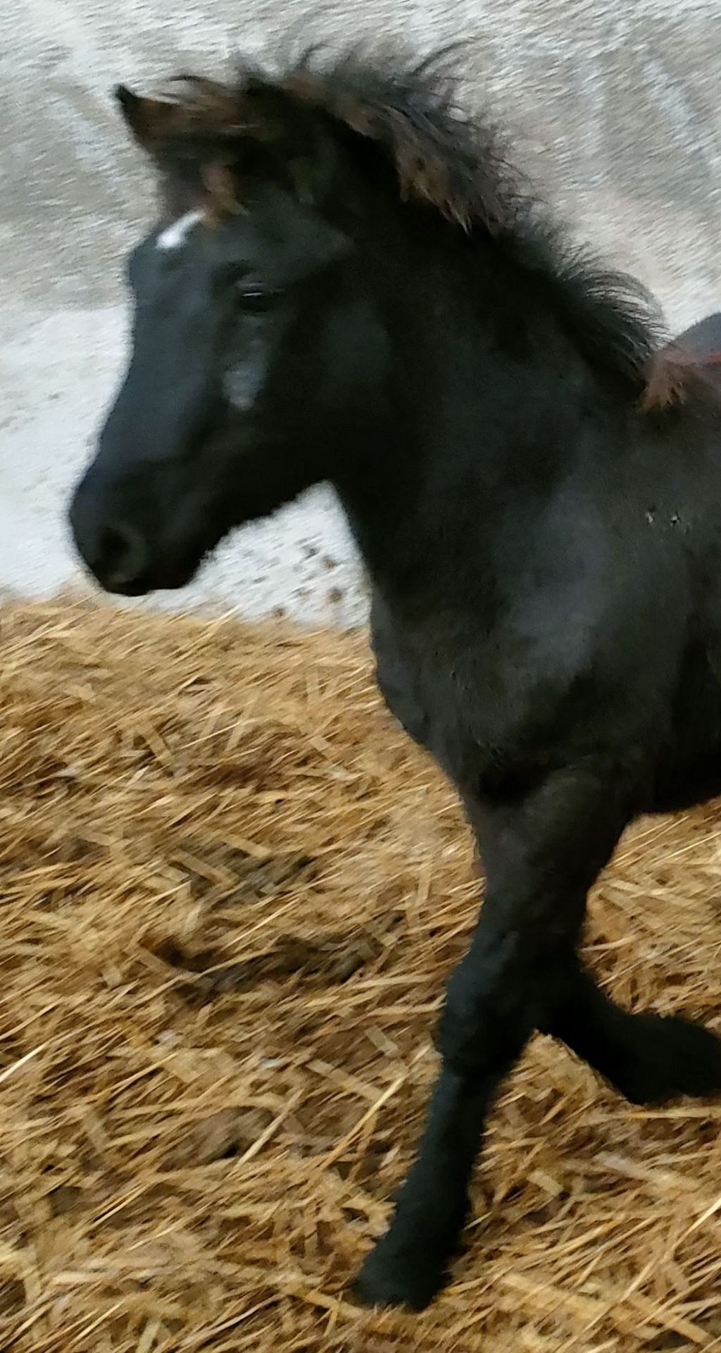 'TROOPER' DARTMOOR HILL PONY BLACK COLT FOAL - Image 2 of 8